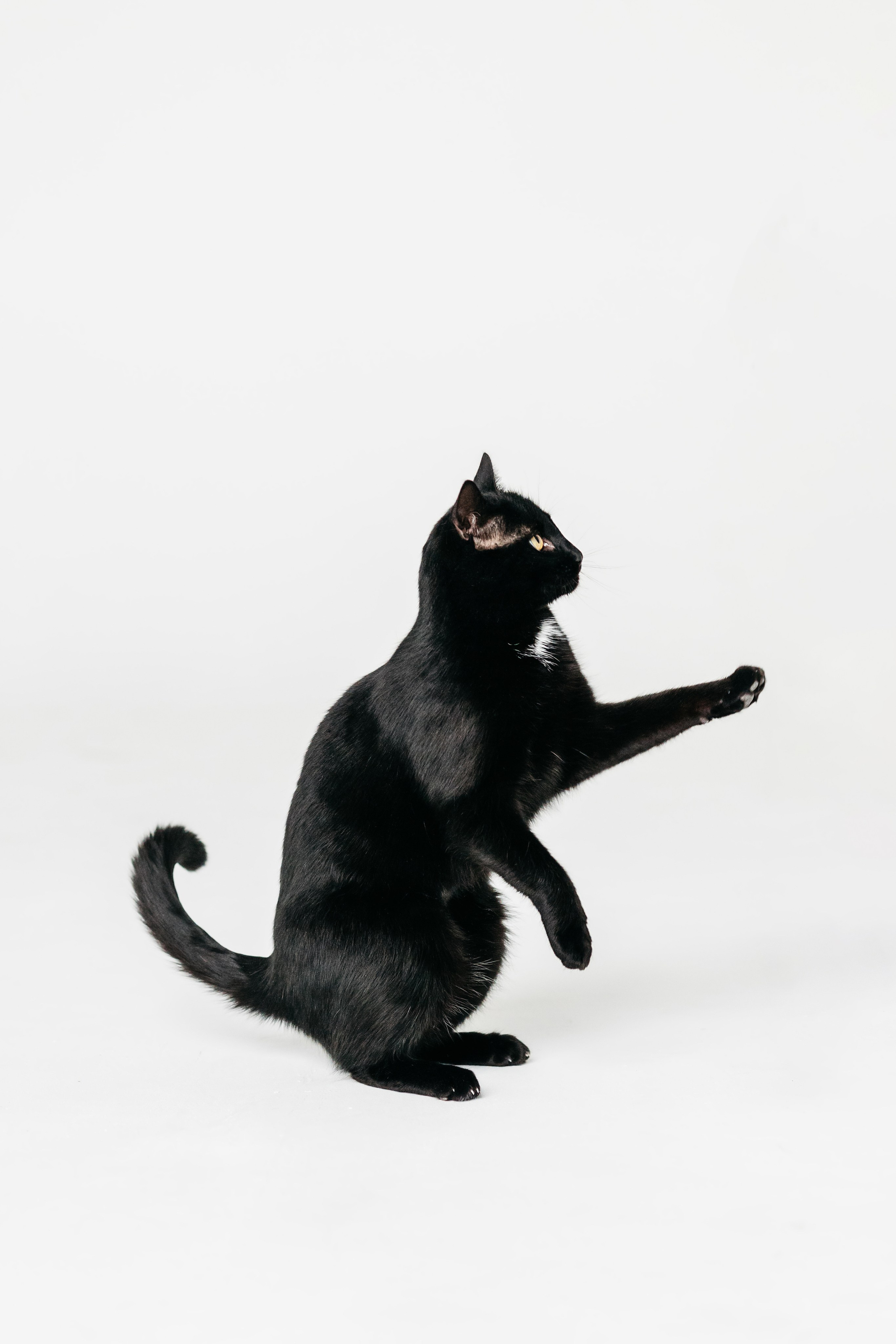 Кузя. Фотограф-анималист Елена Радченко, Москва