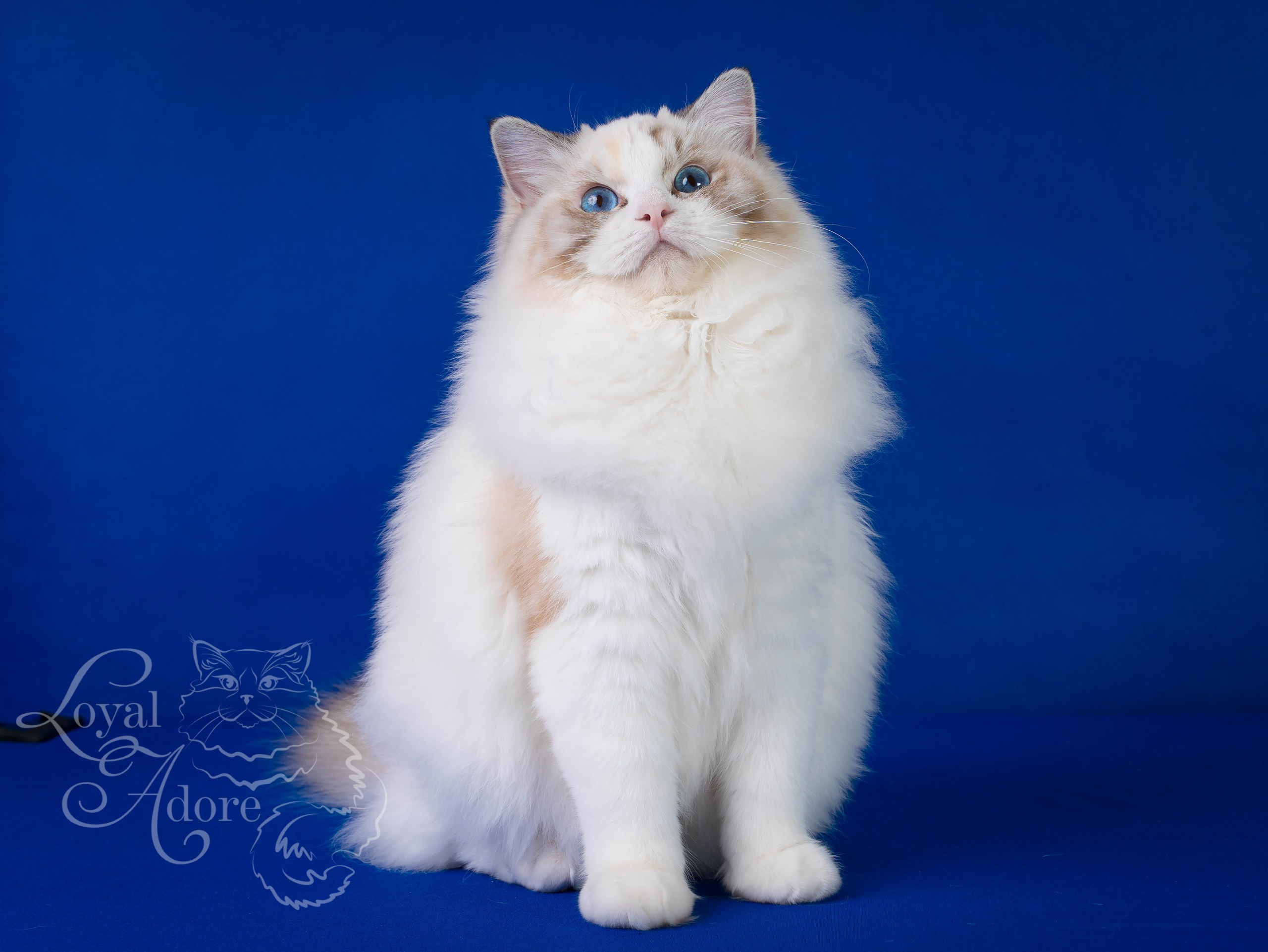 Кошки производители Loyal Adore. Питомник рэгдолл Loyal Adore