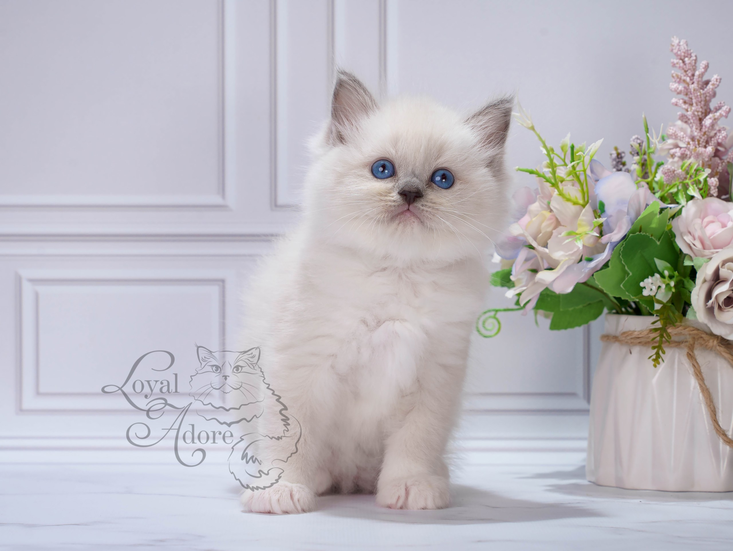 Котята рэгдолл от Loyal Adore. Питомник рэгдолл Loyal Adore