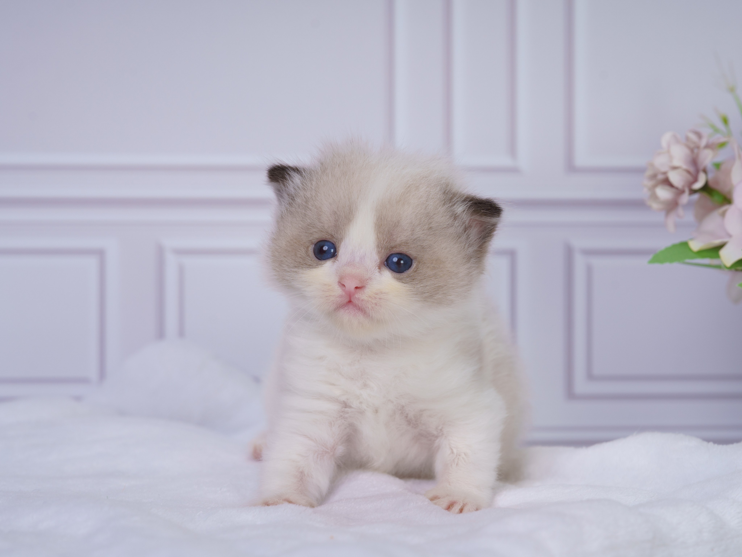 Котята рэгдолл от Loyal Adore. Питомник рэгдолл Loyal Adore