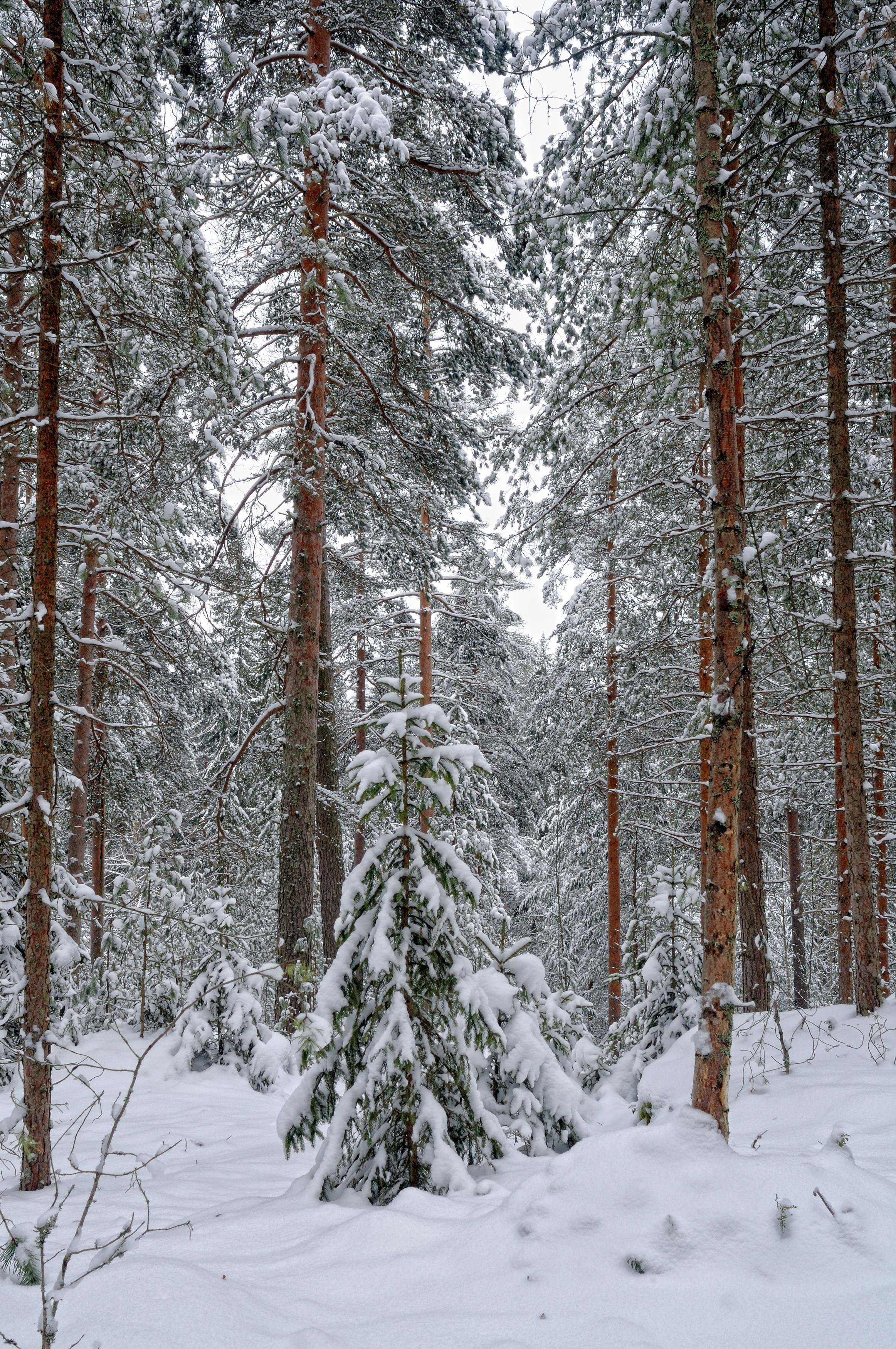 Landscape, nature, plants, details of the world around us. Personal website of photographer Dmitry Raikin