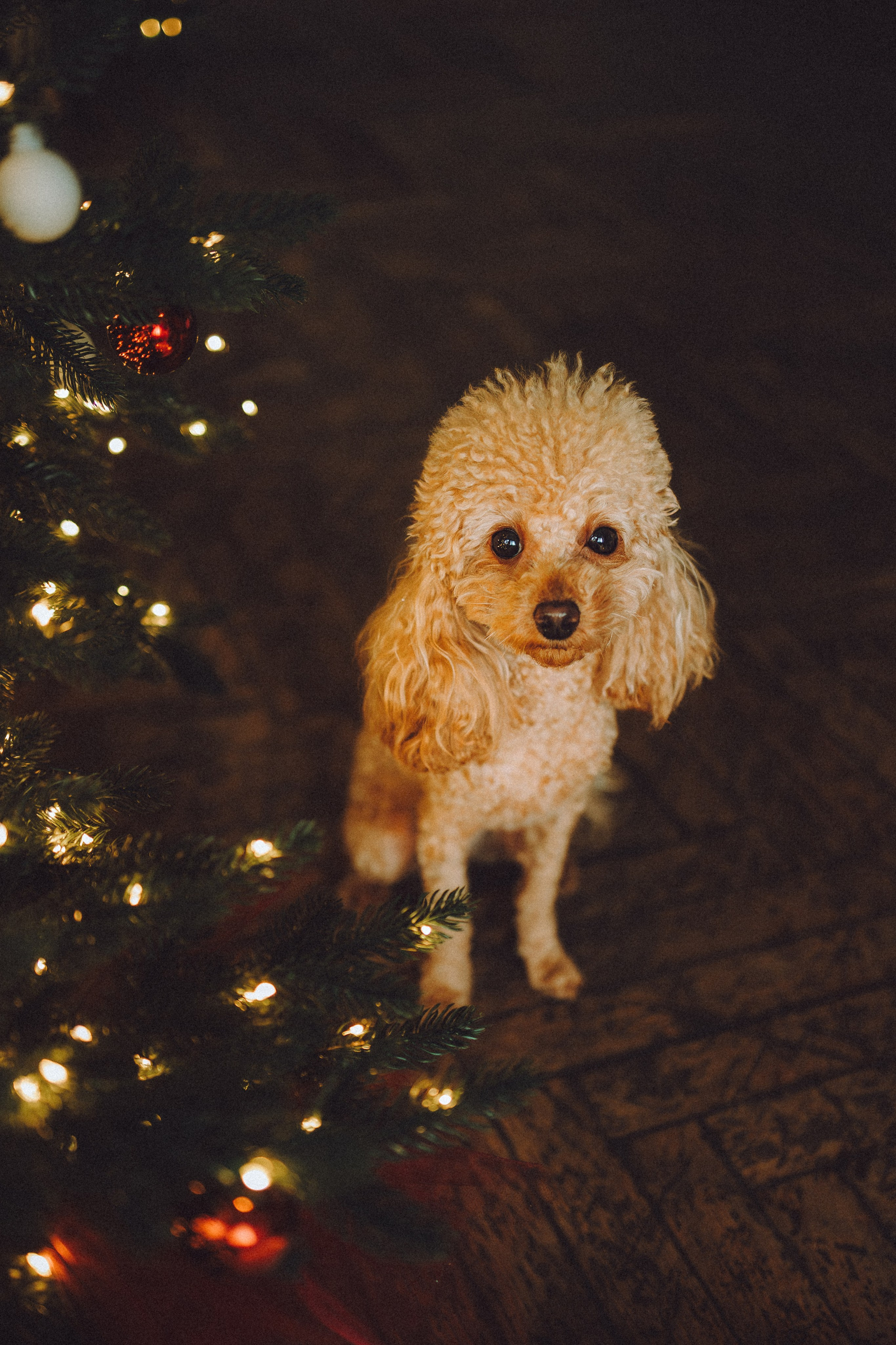 Джули, Шелли и их семья