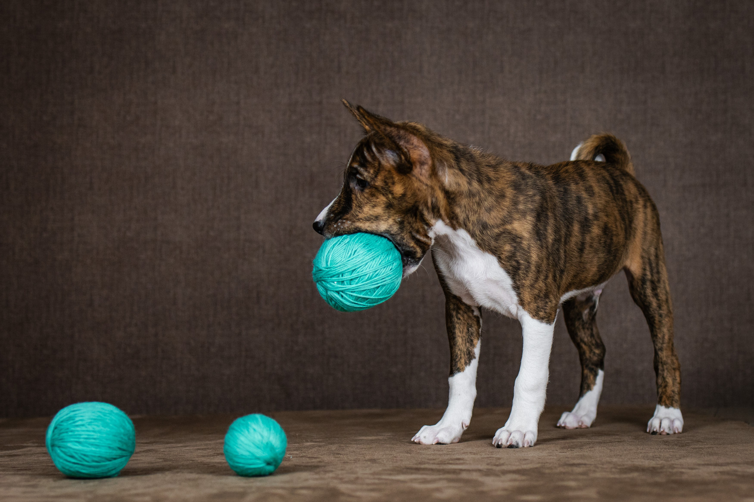 Басенджи. Фотограф анималист Аня Ливанова | Рыбинск