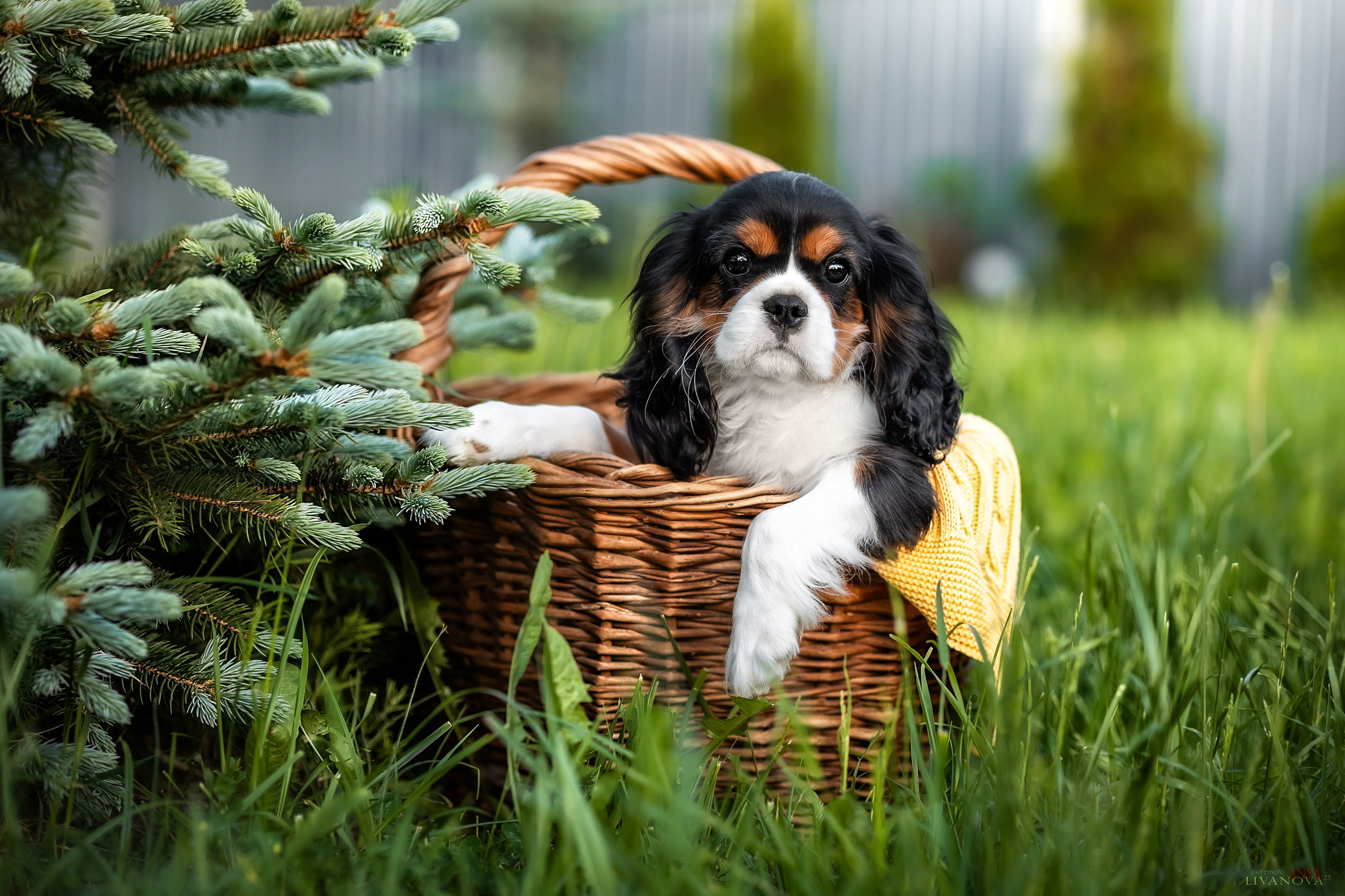 Кавалерчик. Фотограф анималист Аня Ливанова | Рыбинск