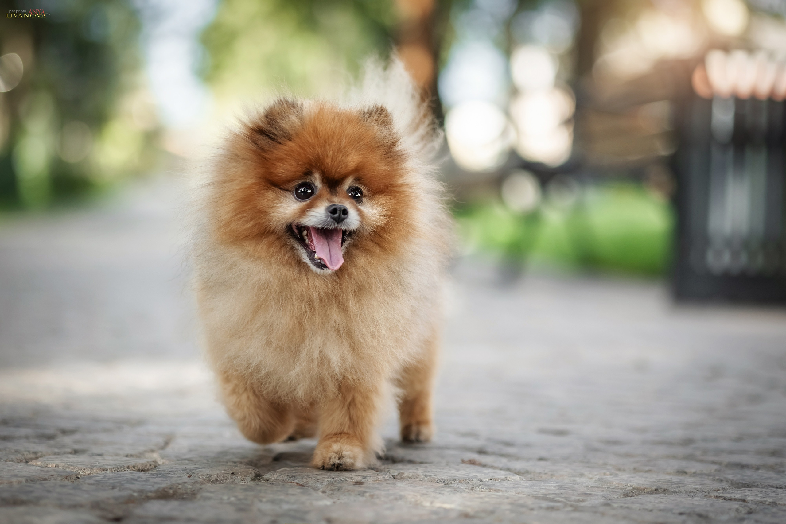 Маруся и Энди. Фотограф анималист Аня Ливанова | Рыбинск