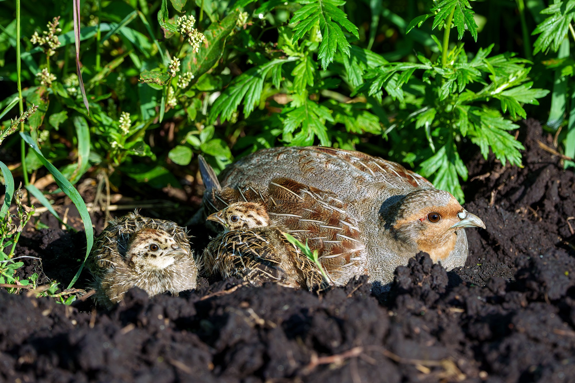 Удивительные мир птиц. Вокруг нас столько прекрасного — присмотритесь!. Ваш личный фотограф Марина Волкова