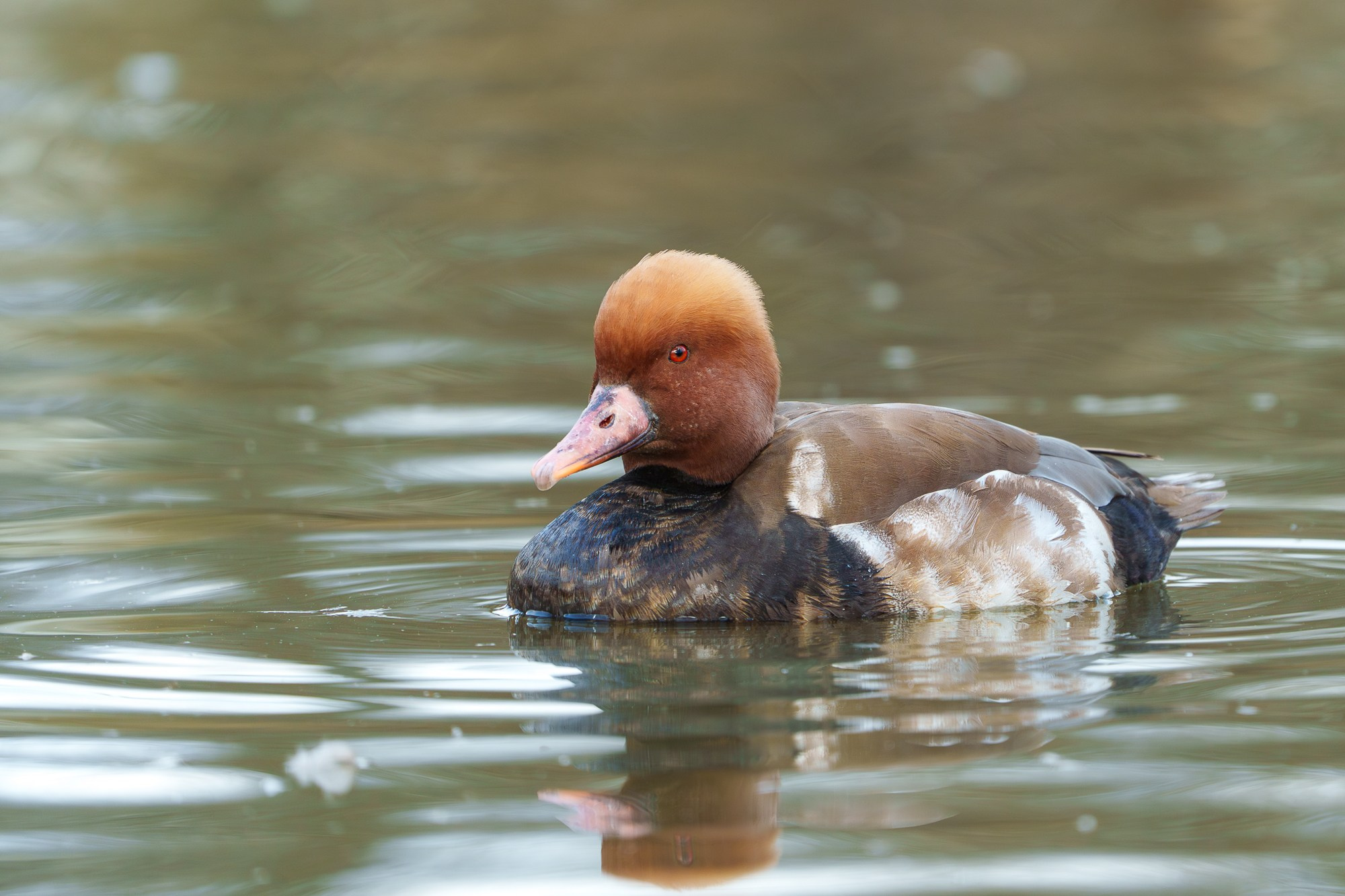 Удивительные мир птиц. Вокруг нас столько прекрасного — присмотритесь!. Ваш личный фотограф Марина Волкова