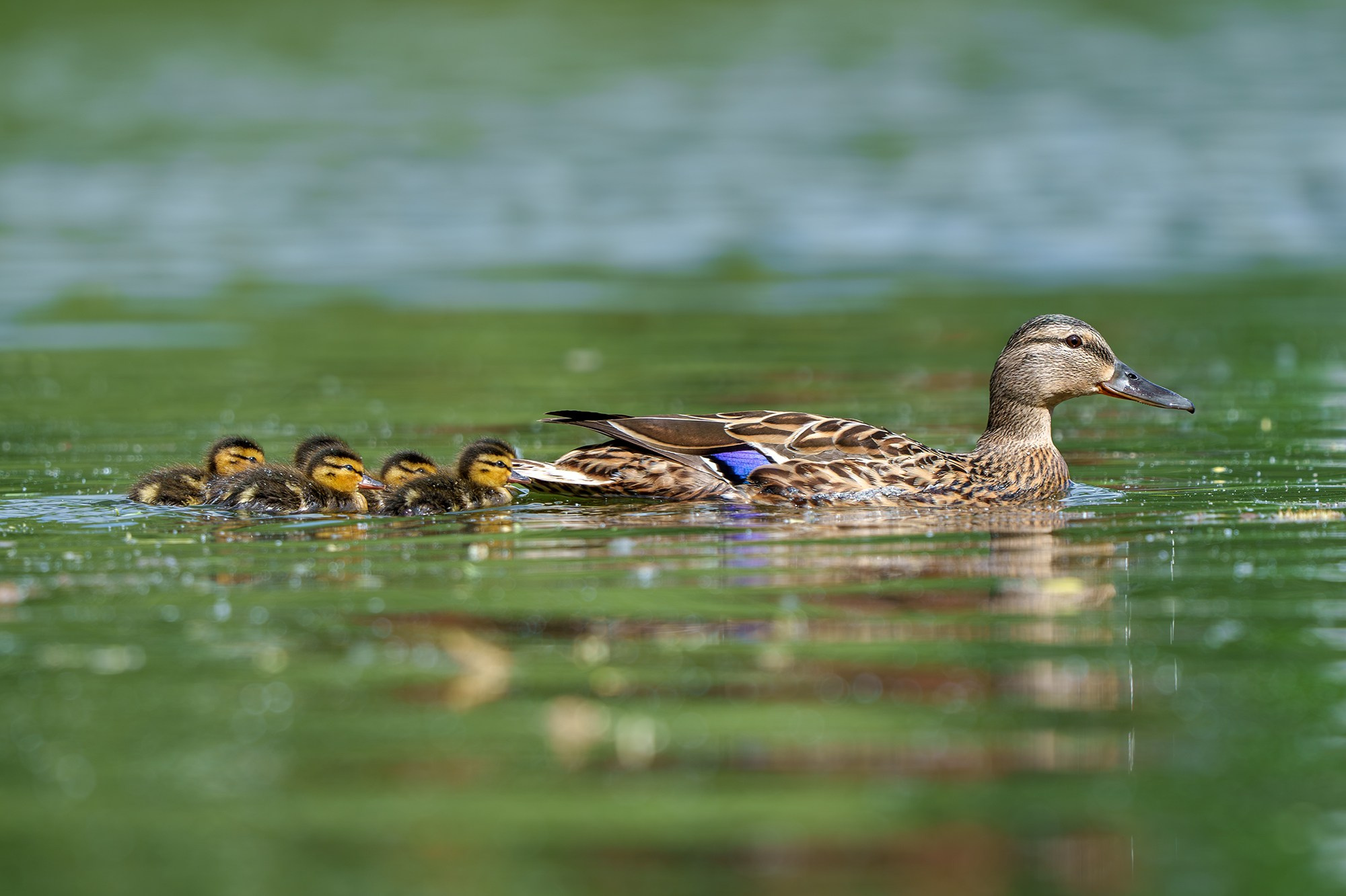 Удивительные мир птиц. Вокруг нас столько прекрасного — присмотритесь!. Ваш личный фотограф Марина Волкова