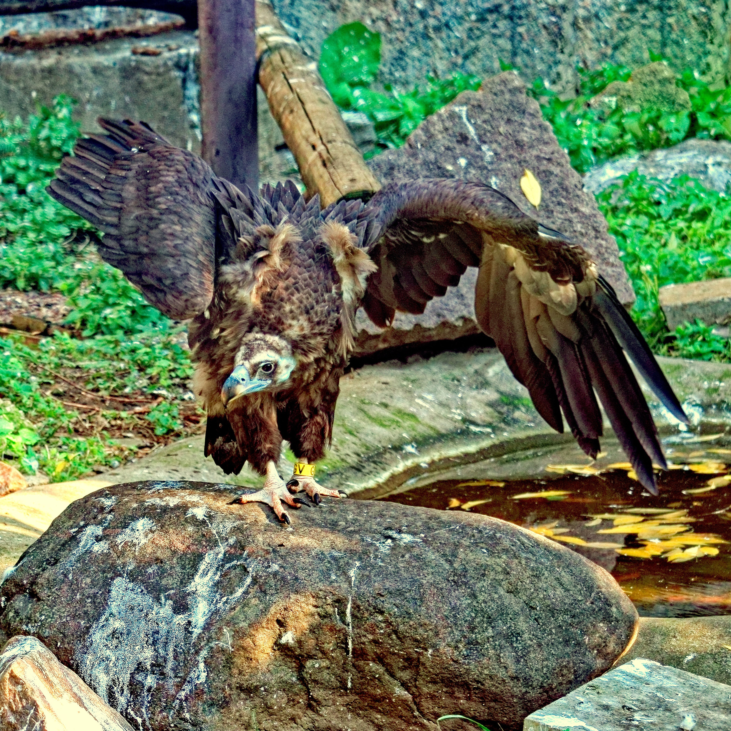 МОСКОВСКИЙ ЗООПАРК. Фотограф Владимир Роля