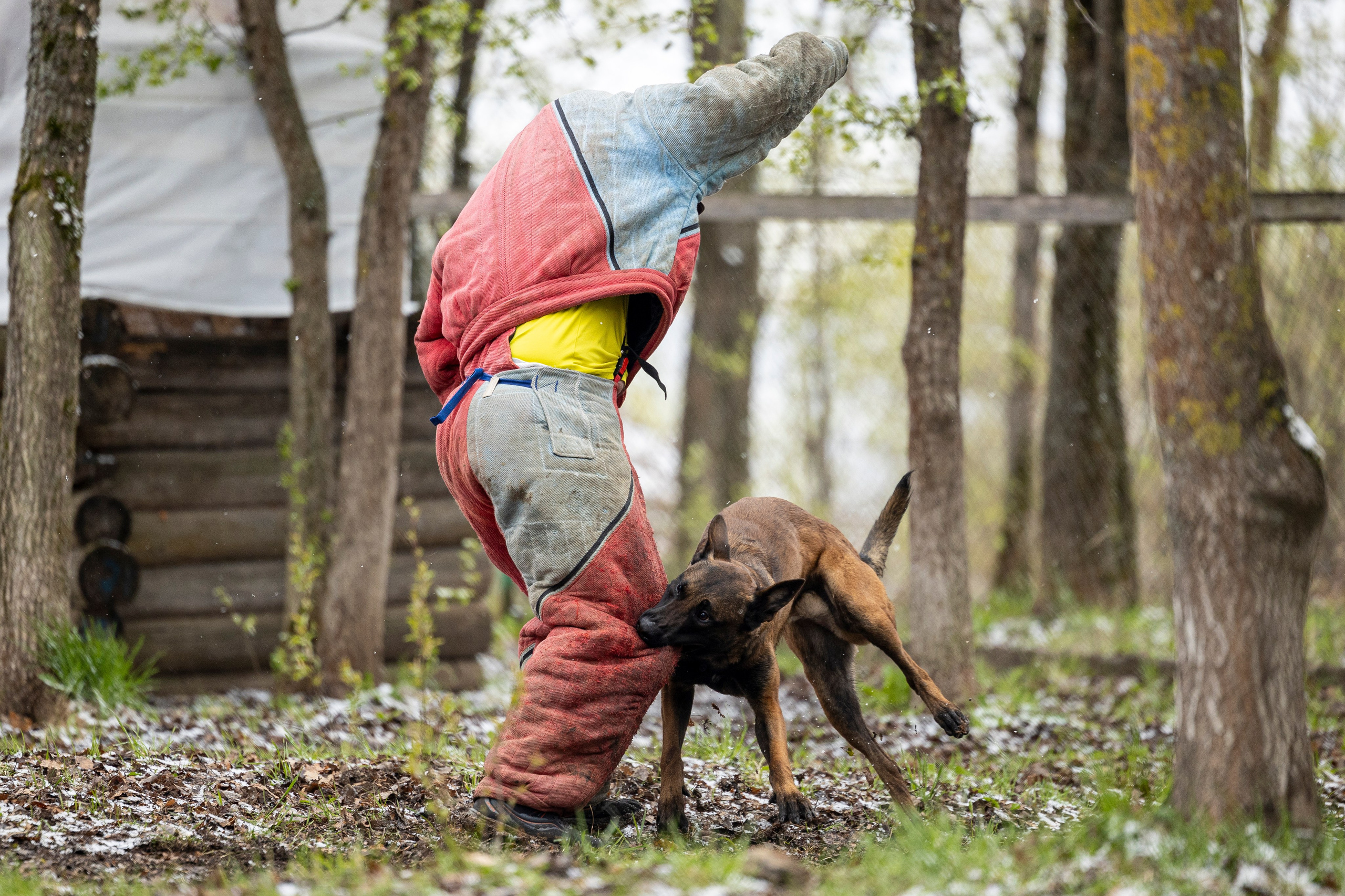 Квалификационные состязания по мондьорингу г. Вологда 11.05.24. Фотограф-анималист Анна Маринич
