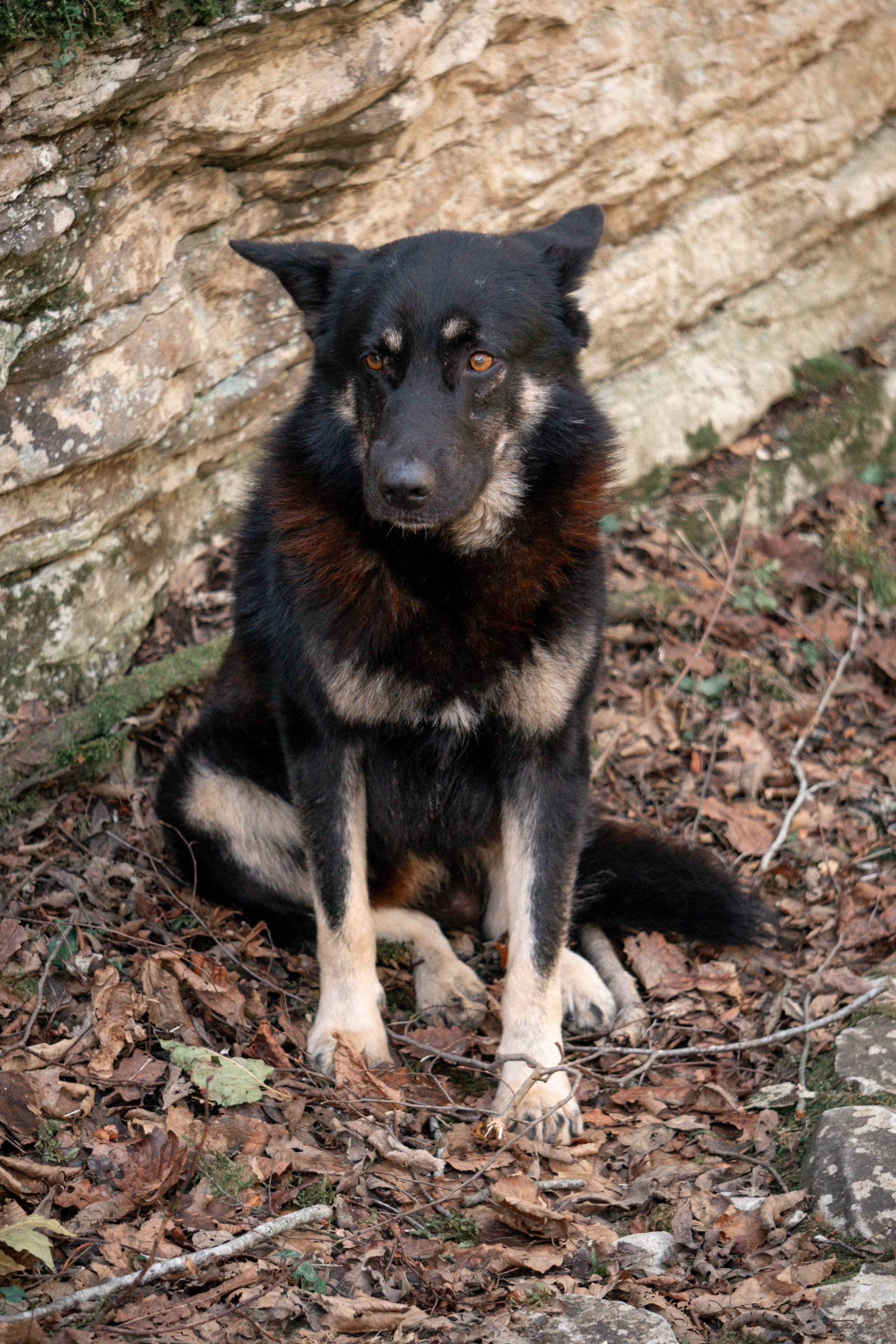 Тисо-самшитовая роща. Yaratezza production