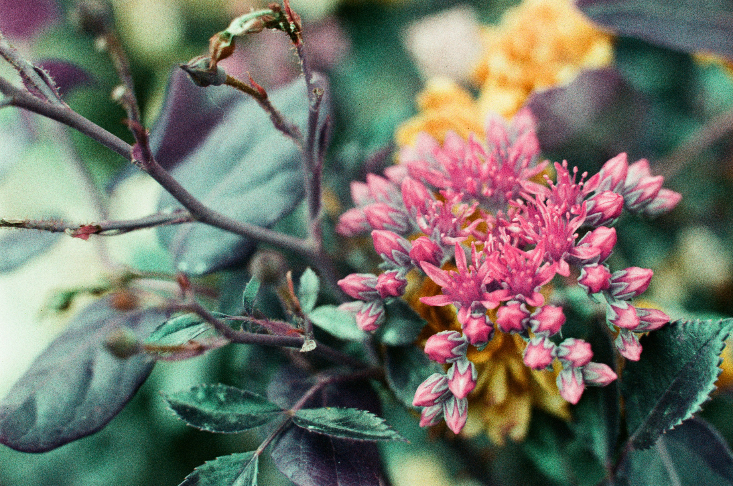 Point of no reply // ukraine, crimea VIII. EVER EXPOSED