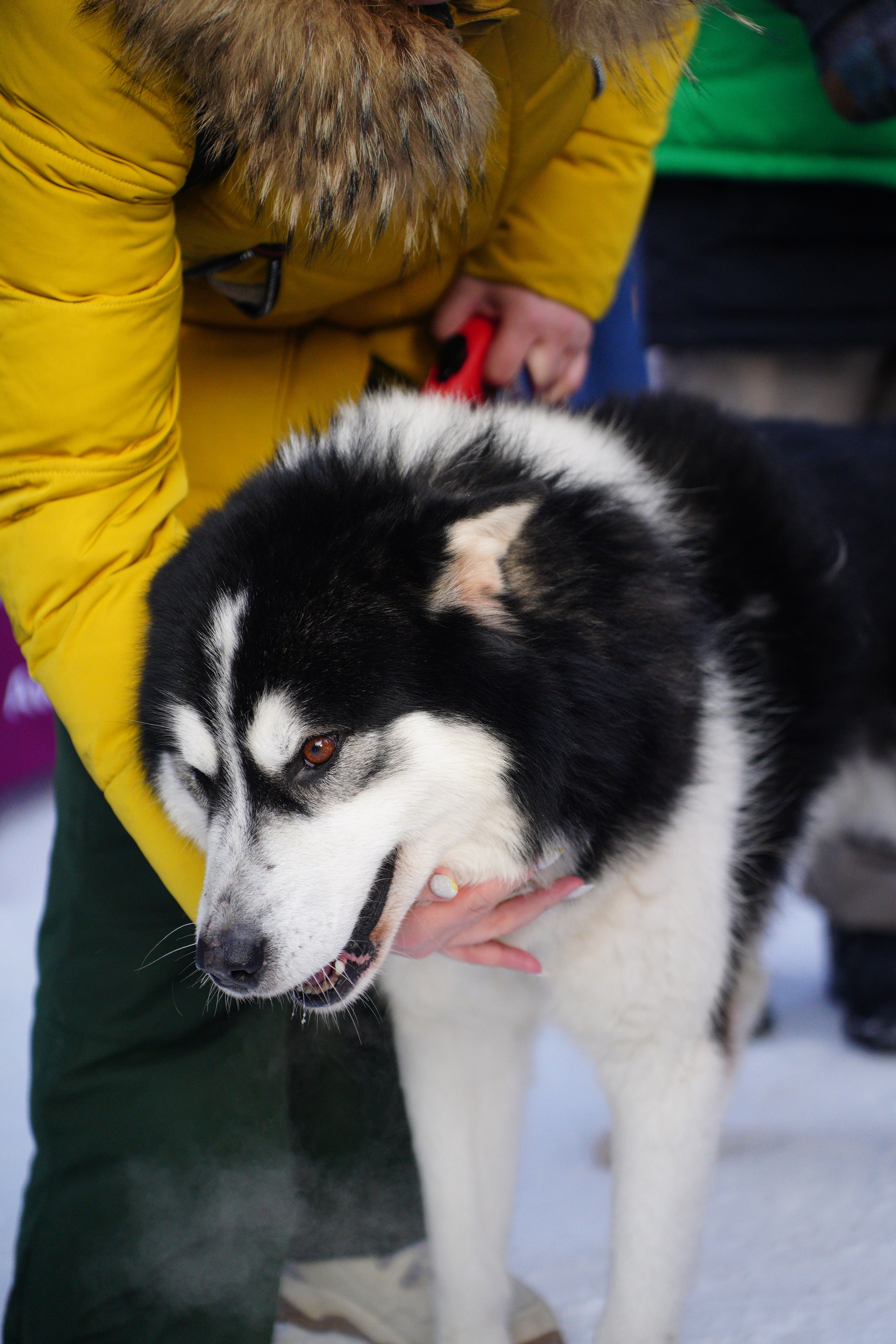 Благотворительная Акция «Ищу Человека». Pupov.png