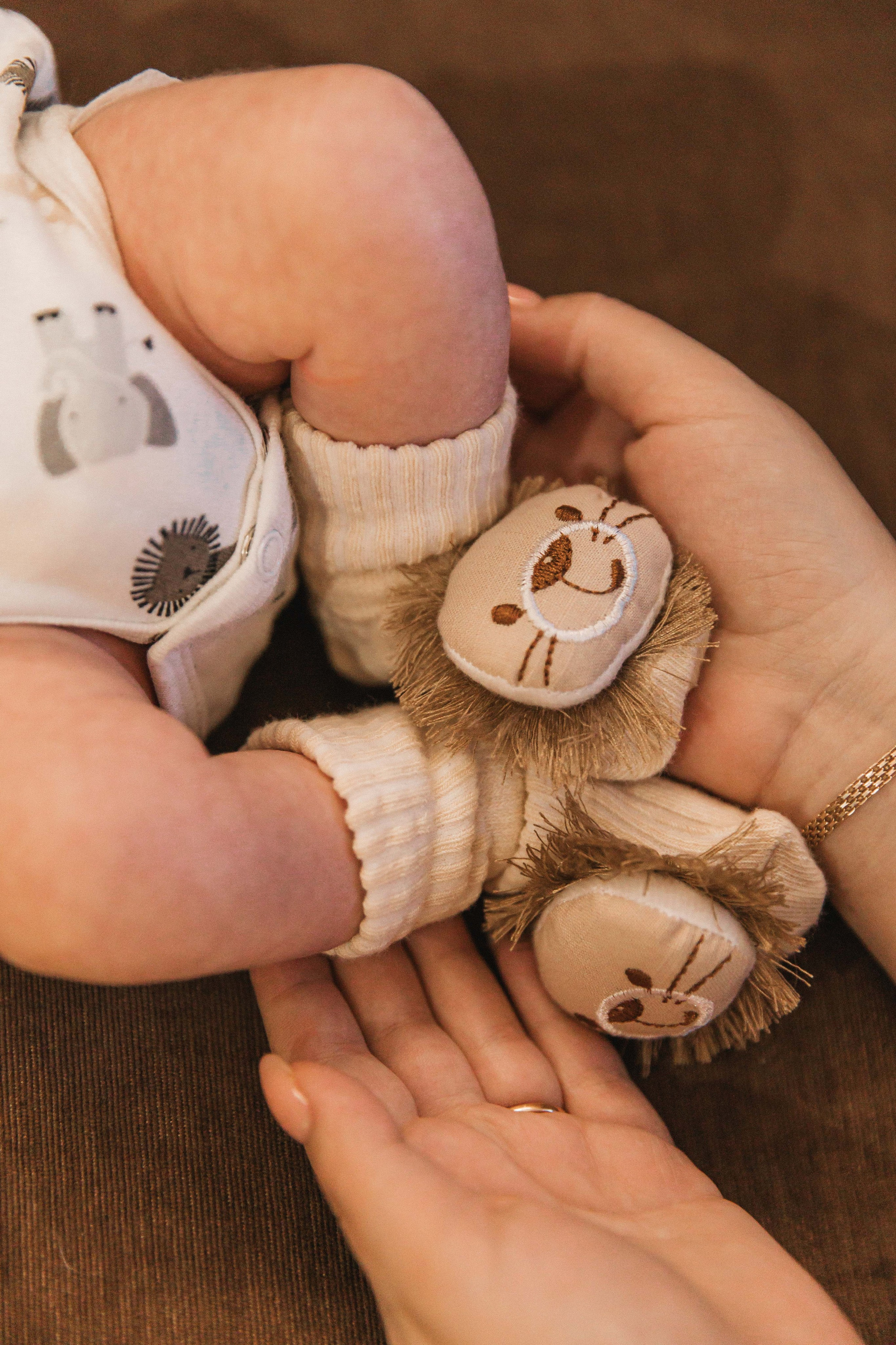 Лев. Фотограф Анастасия Петрова