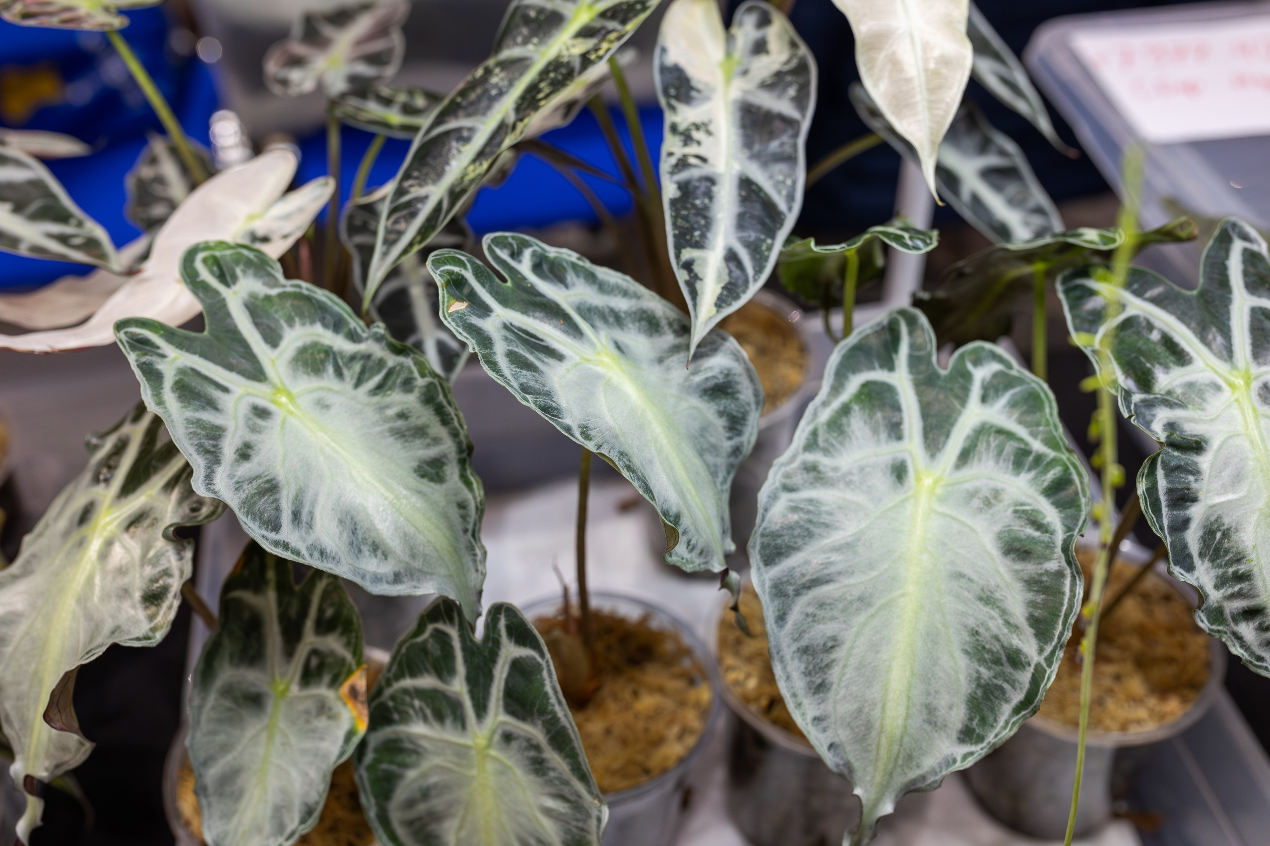 Монстериум апрель 2026. Александра Куликова фотограф, Москва