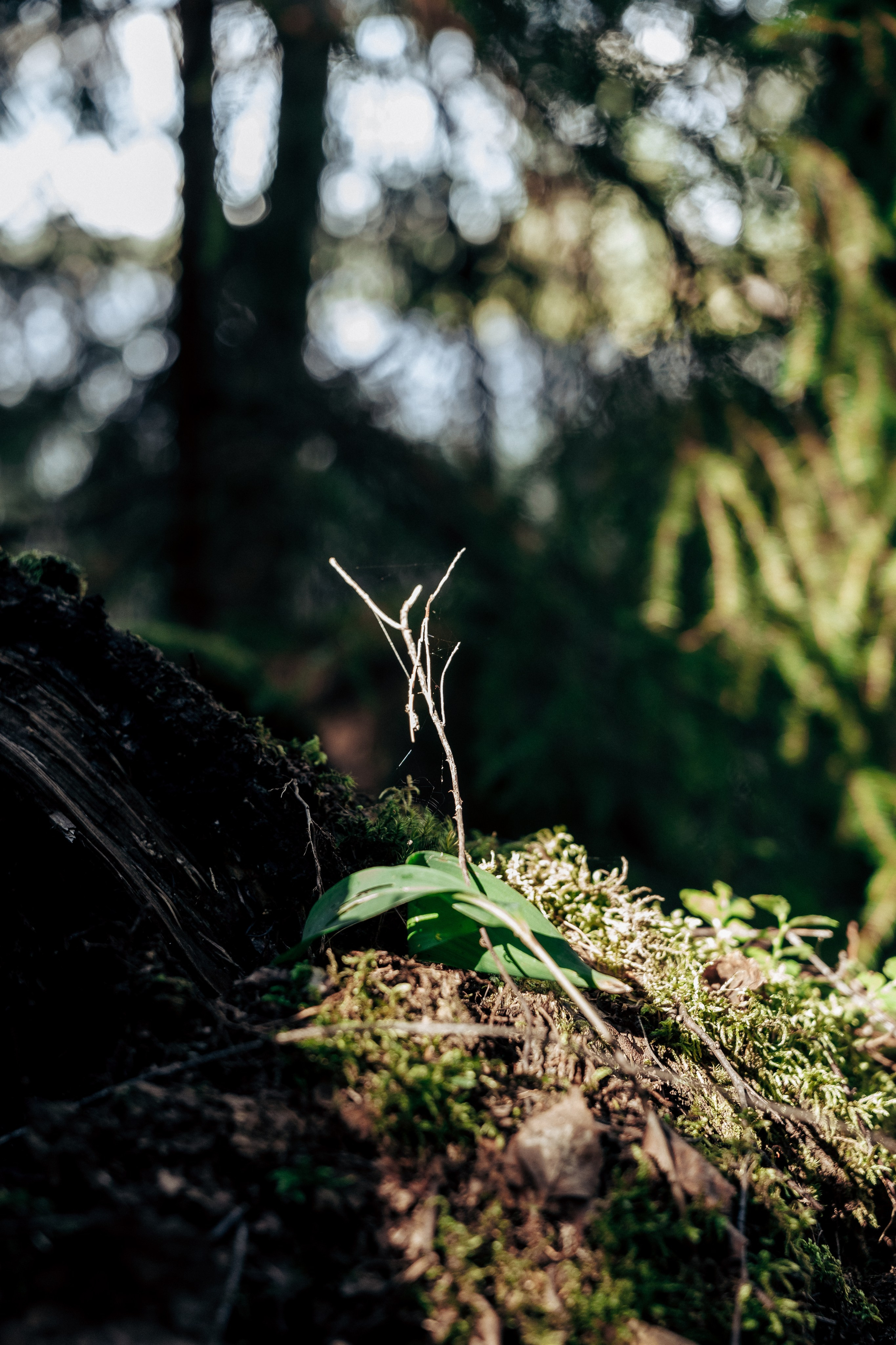 Фотосессия в лесу. Профессиональный фотограф в Санкт-Петербурге Александр Волосенцев