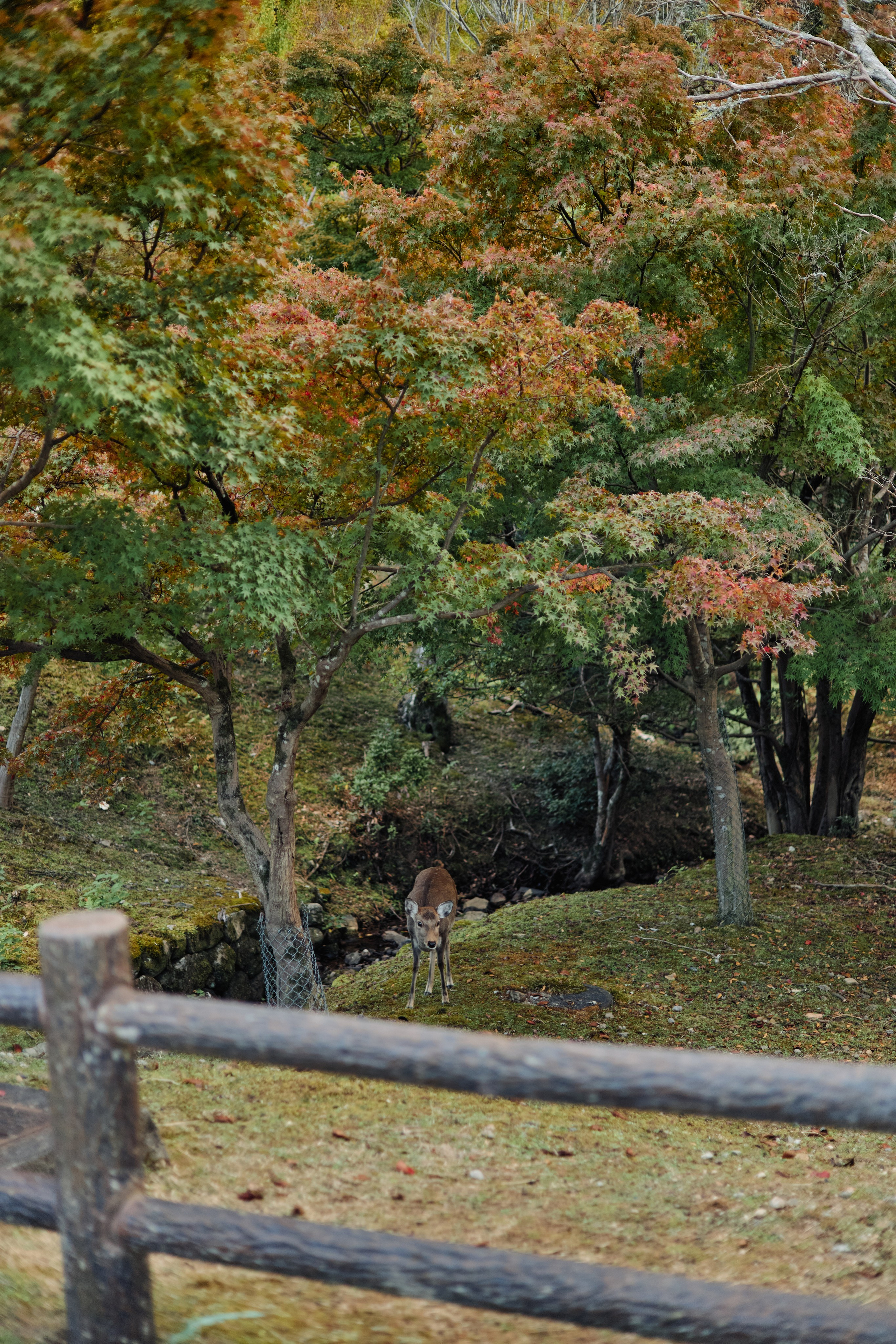 Япония. Профессиональный Фотограф во Владимире, в Москве и в Суздале — Полина Романычева
