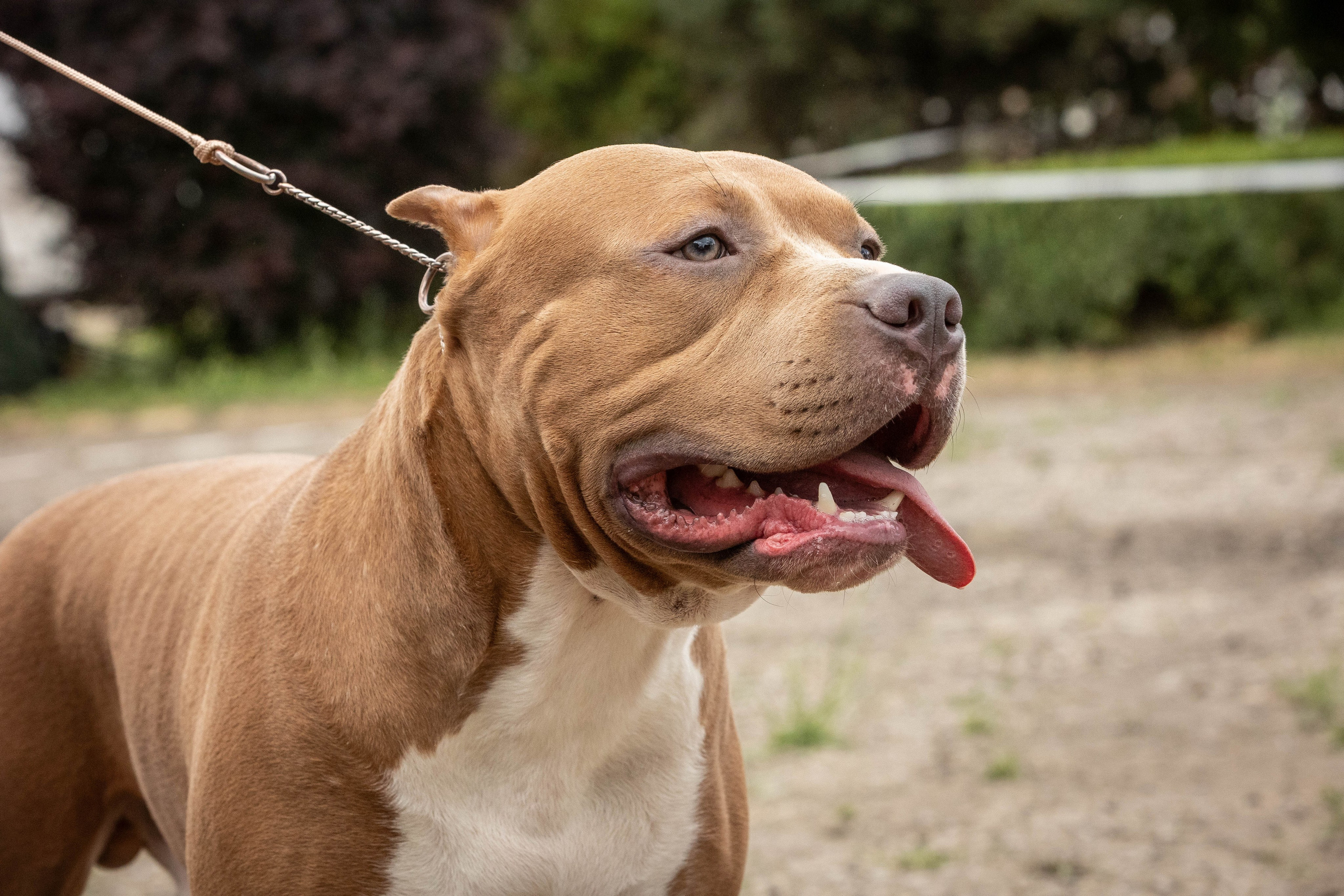 Репортаж (фото с выставок). Фотограф-АниМалист Анна Абрамова