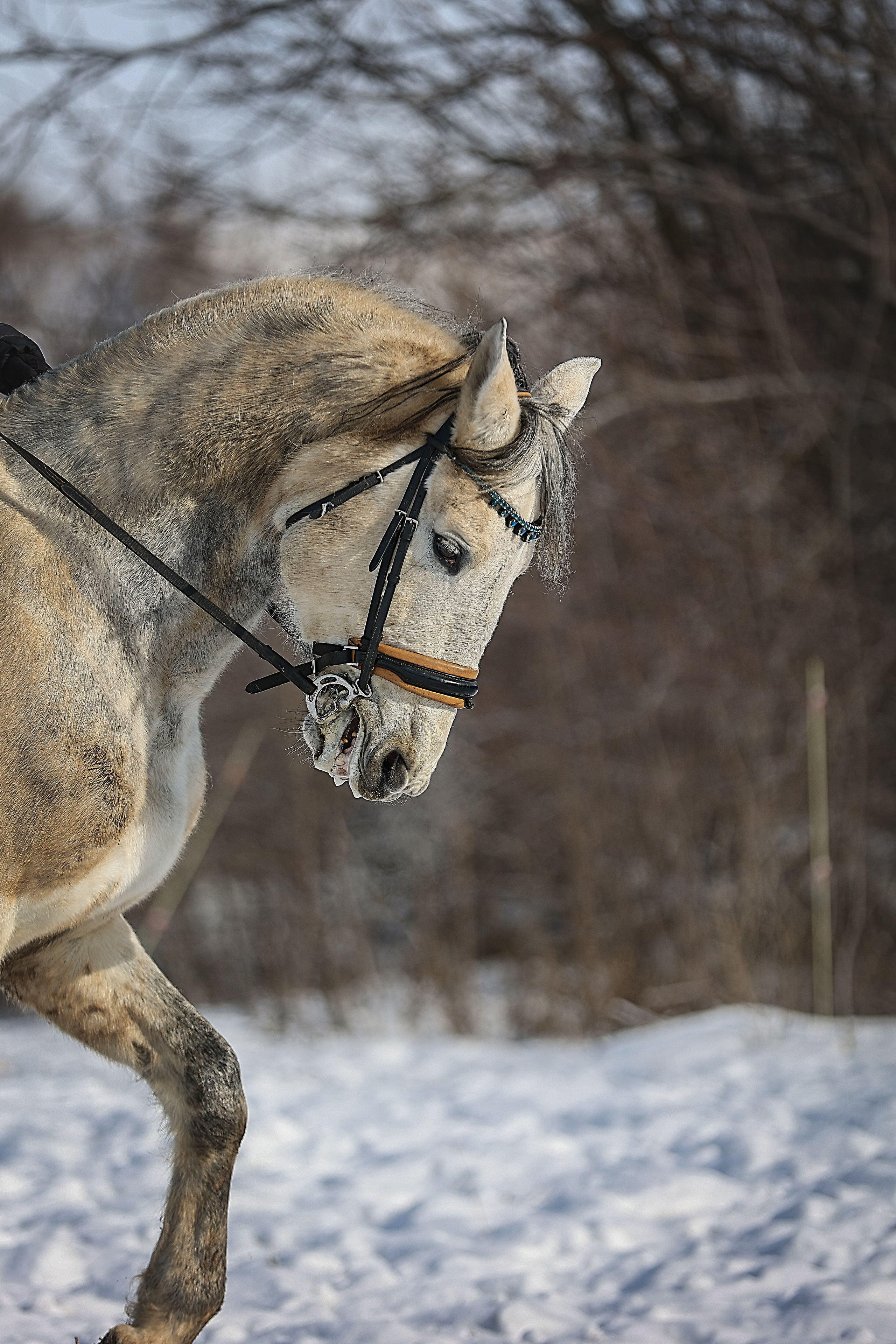 ЛОШАДИ. Фотограф-АниМалист Анна Абрамова
