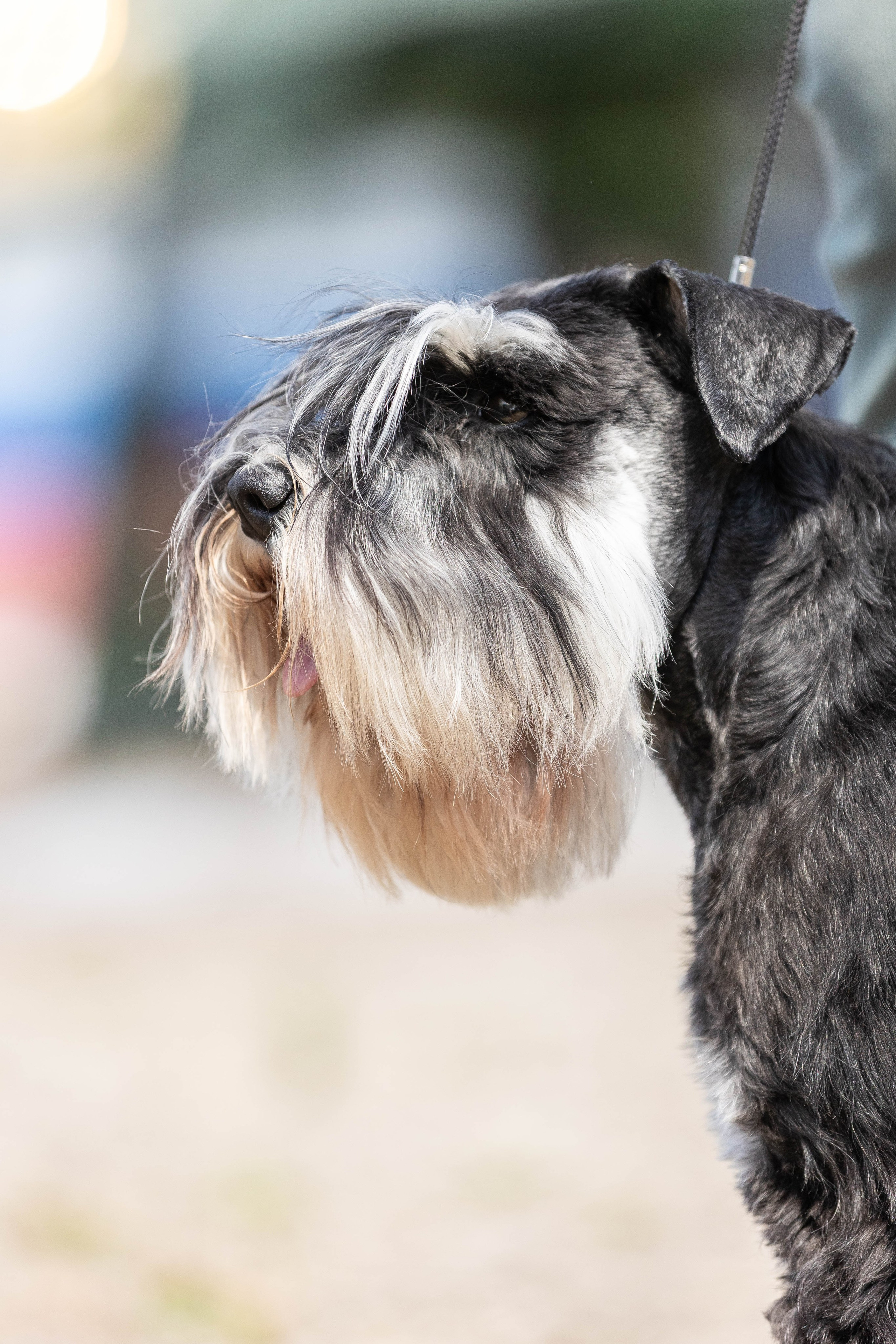 Репортаж (фото с выставок). Фотограф-АниМалист Анна Абрамова