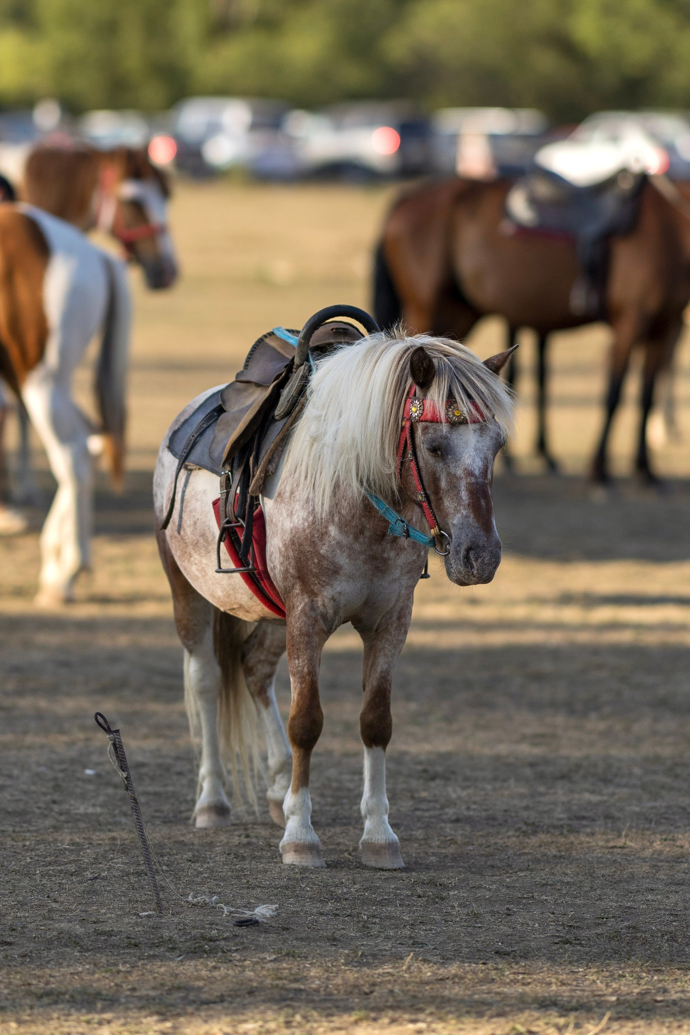 Пони на территории Бельбекской ярмарки в Крыму