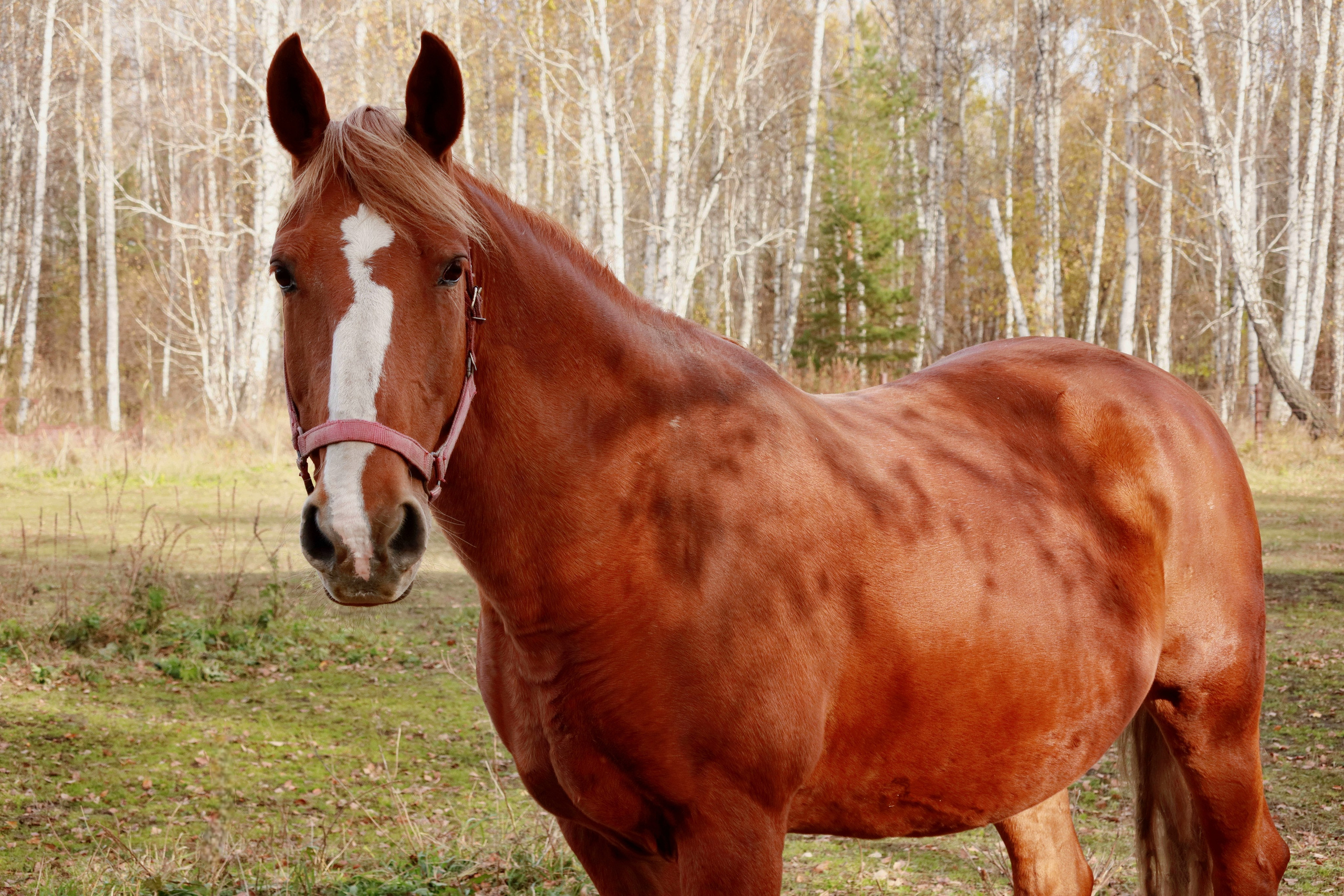 Галерея. Фотохудожник Светлана Финадеева. Челябинск