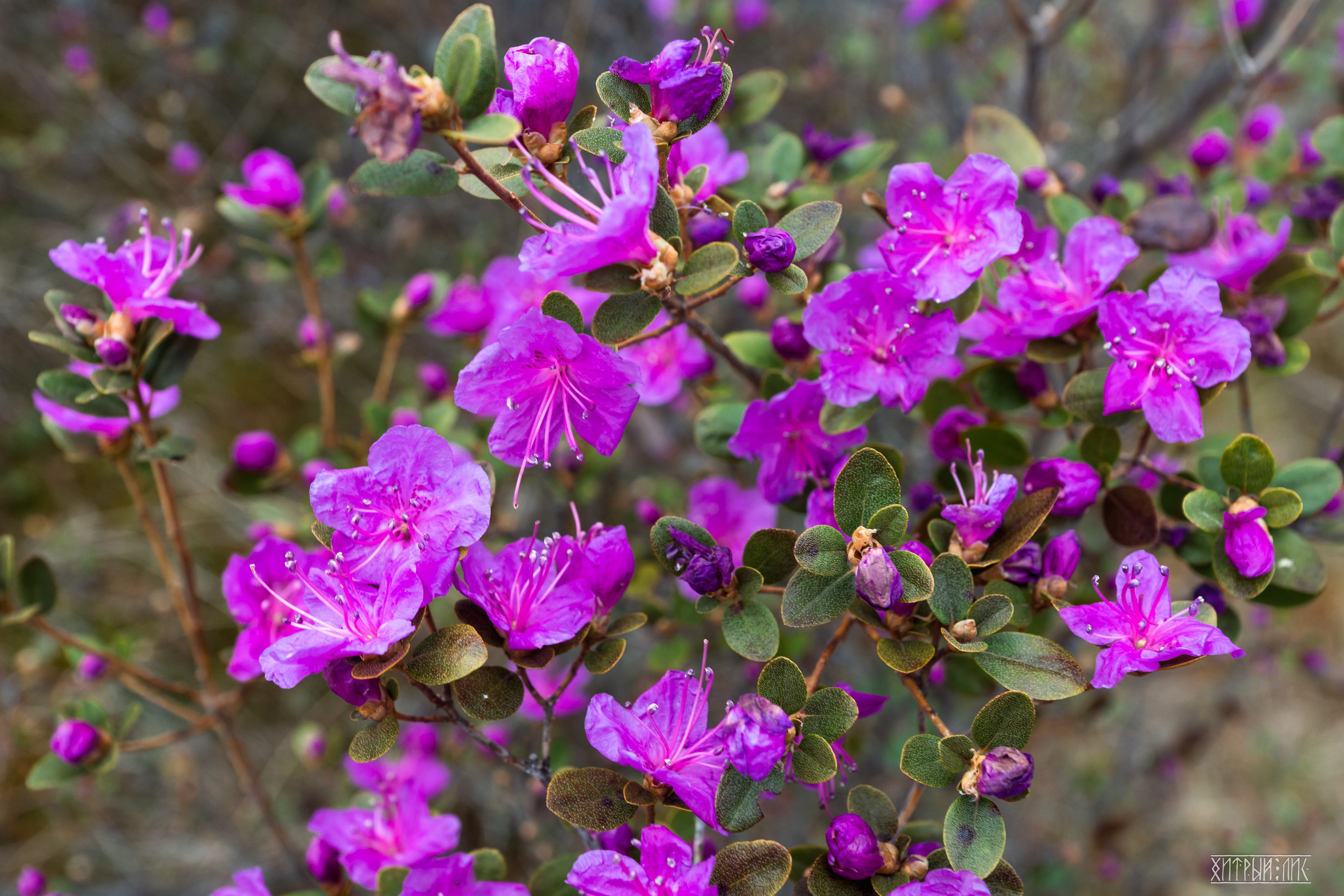 Алтай. Фотограф-путешественник Самойлов Максим «Sly Fox»