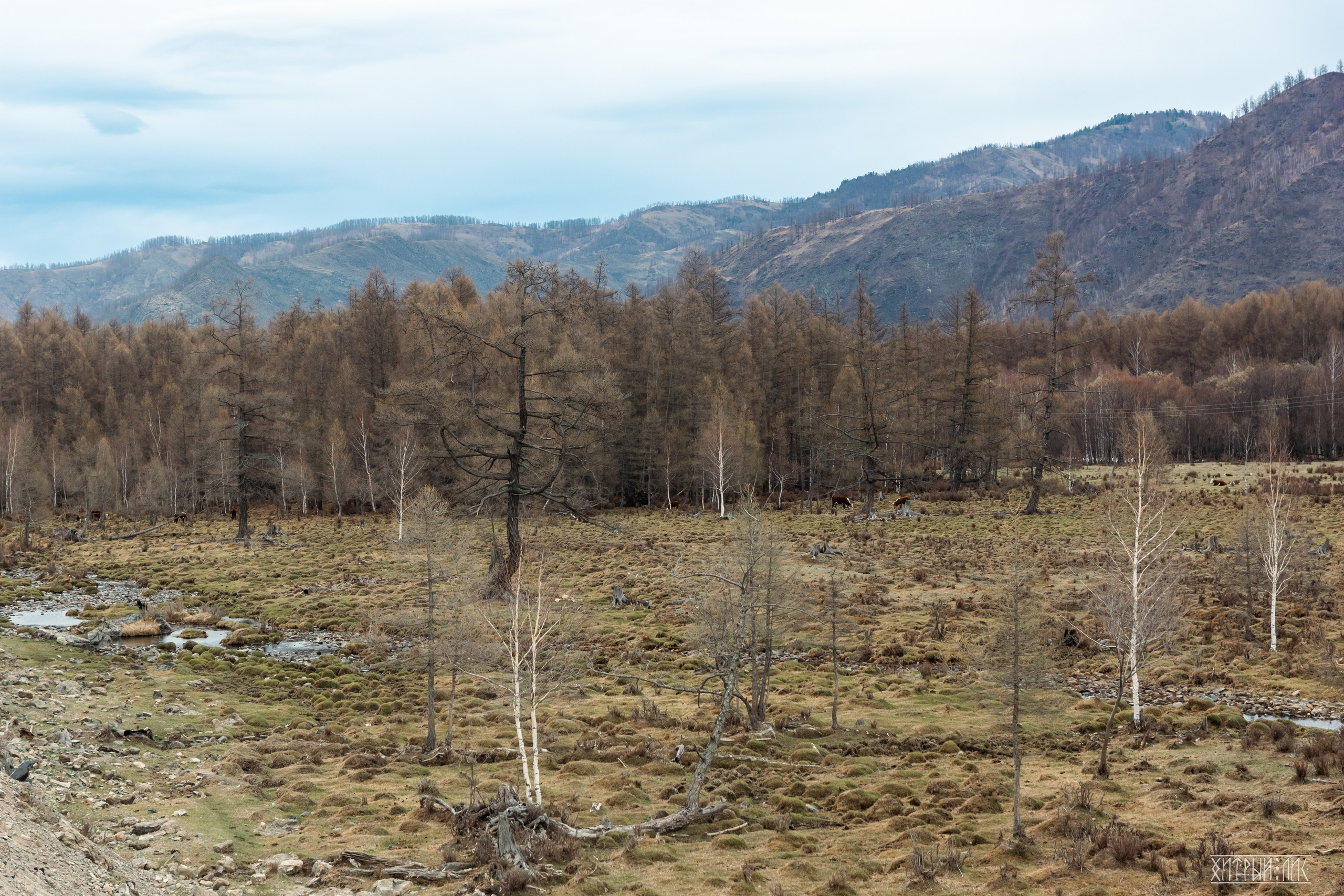 Алтай. Фотограф-путешественник Самойлов Максим «Sly Fox»