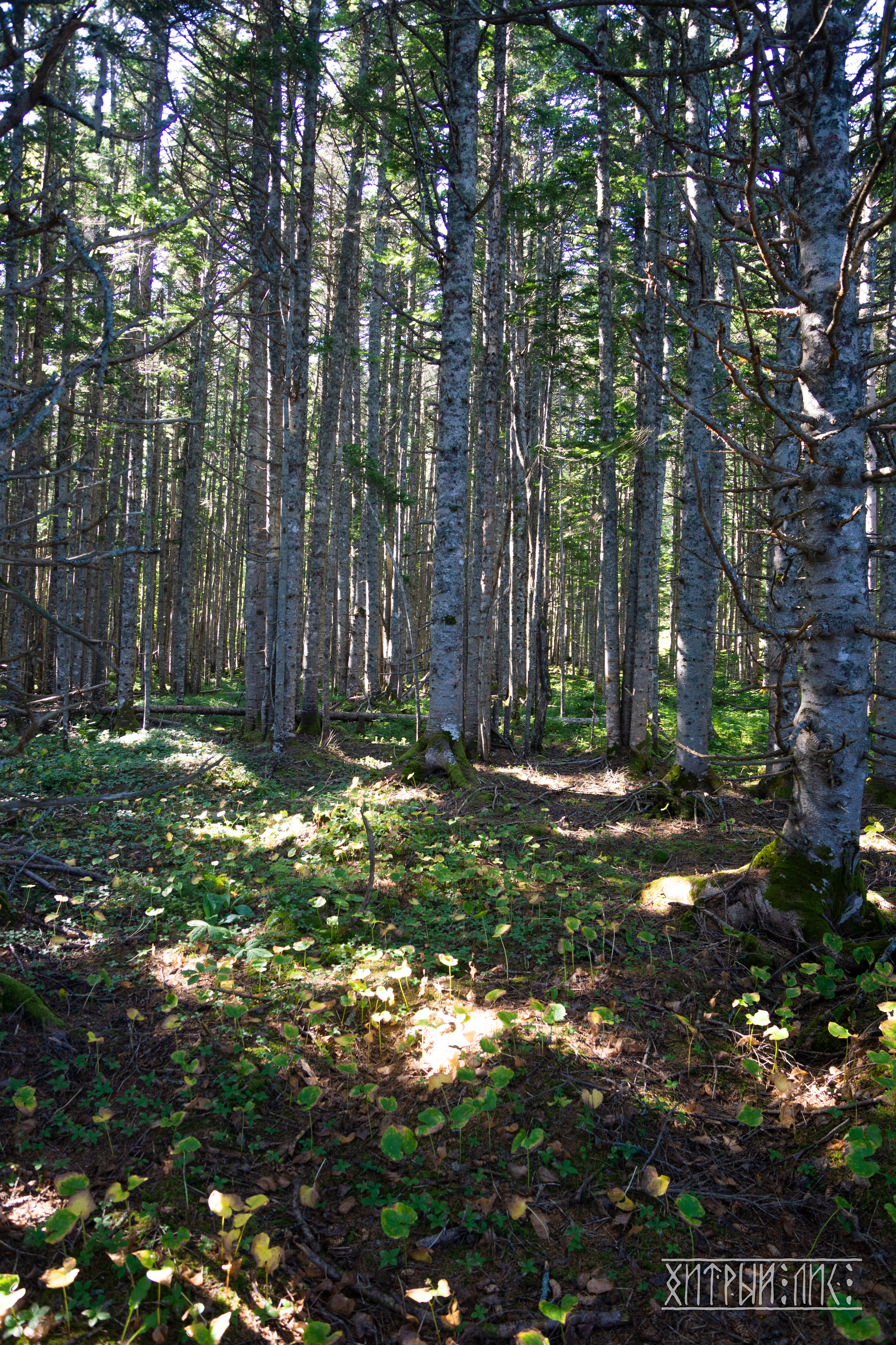 Сахалин. Фотограф-путешественник Самойлов Максим «Sly Fox»