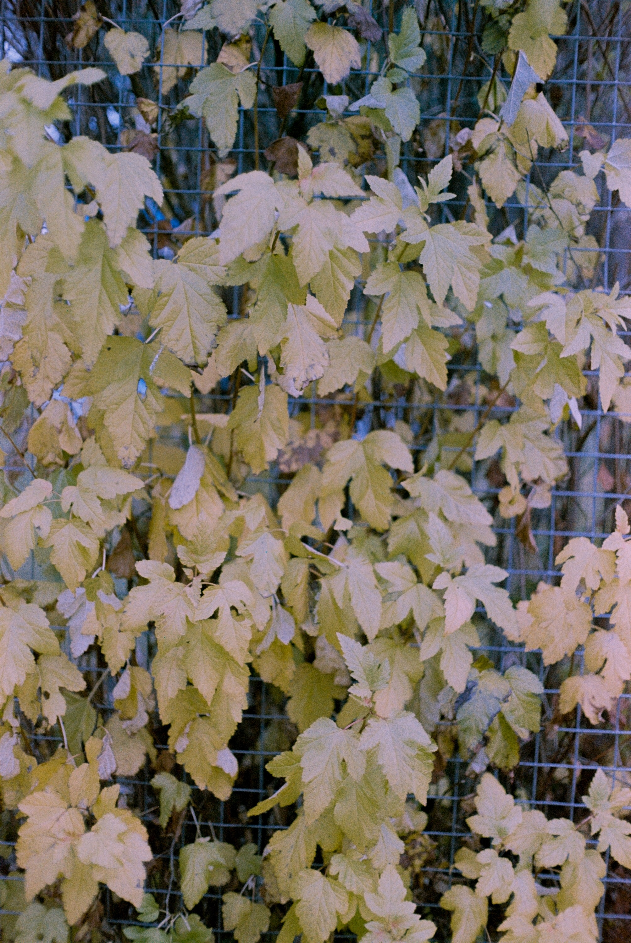 Minolta Hi-Matic 7sII / Kodak Color Plus 200 (просрочка)