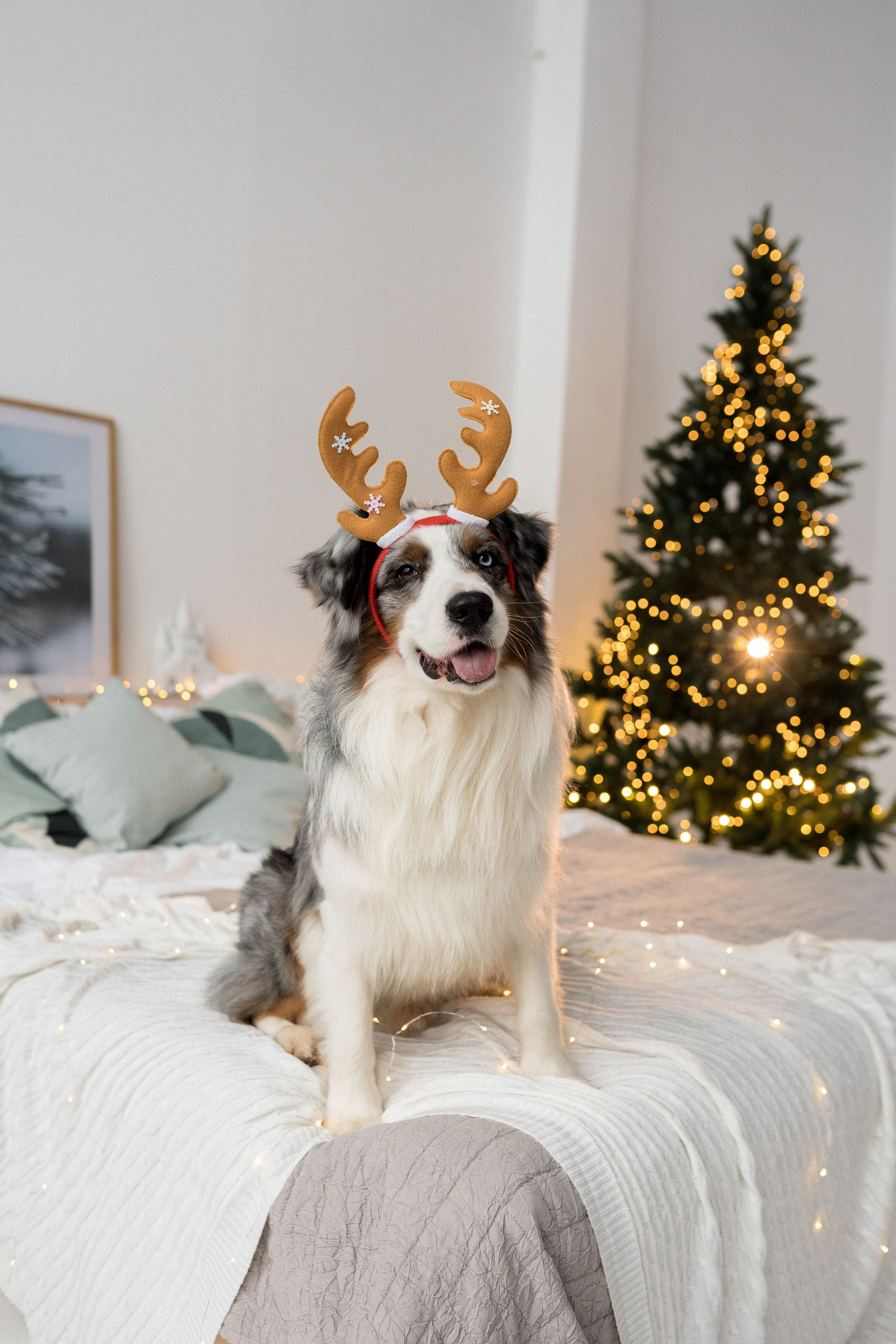 Новогоднее студия. Свадебный фотограф в Москве Анна Полушина