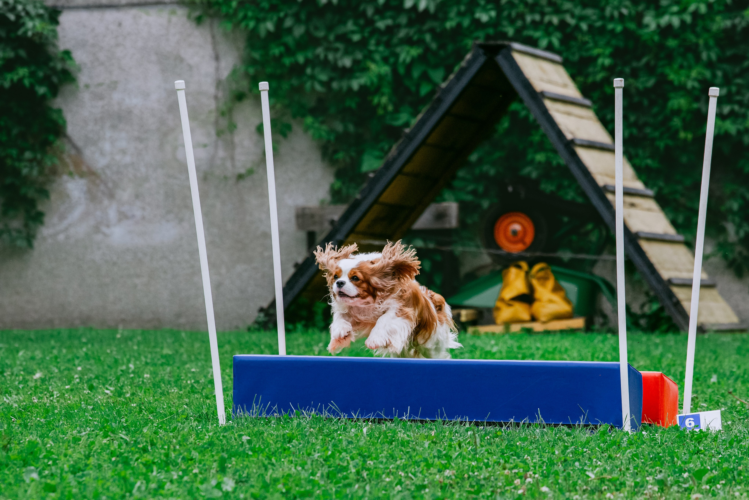 Соревнования по аджилити Долгопрудный 30.06.2025. Фотограф-анималист Татьяна Степанова