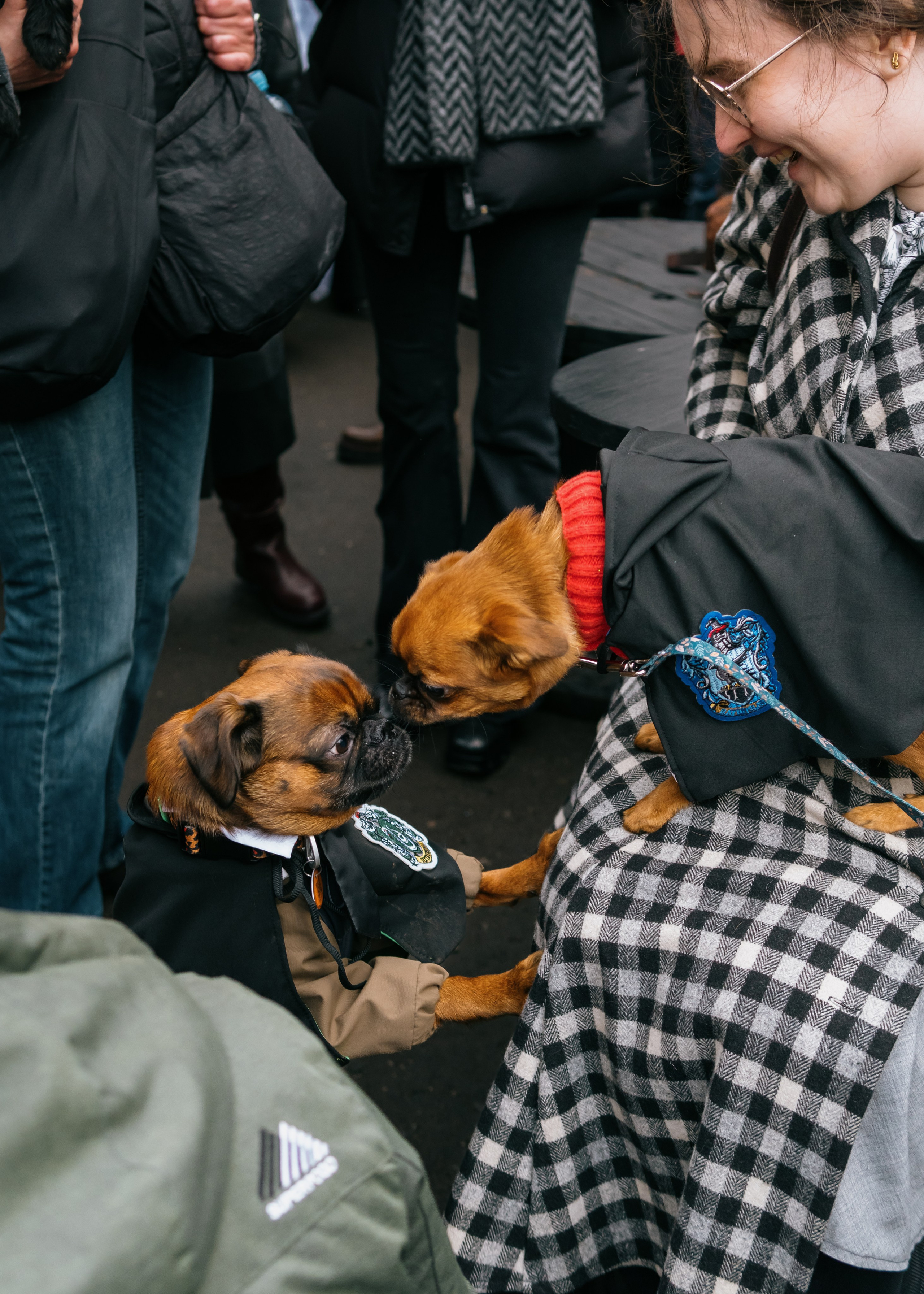 Тематическая встреча породников «Griffween». Фотограф-анималист Ксения Воробьева, Москва