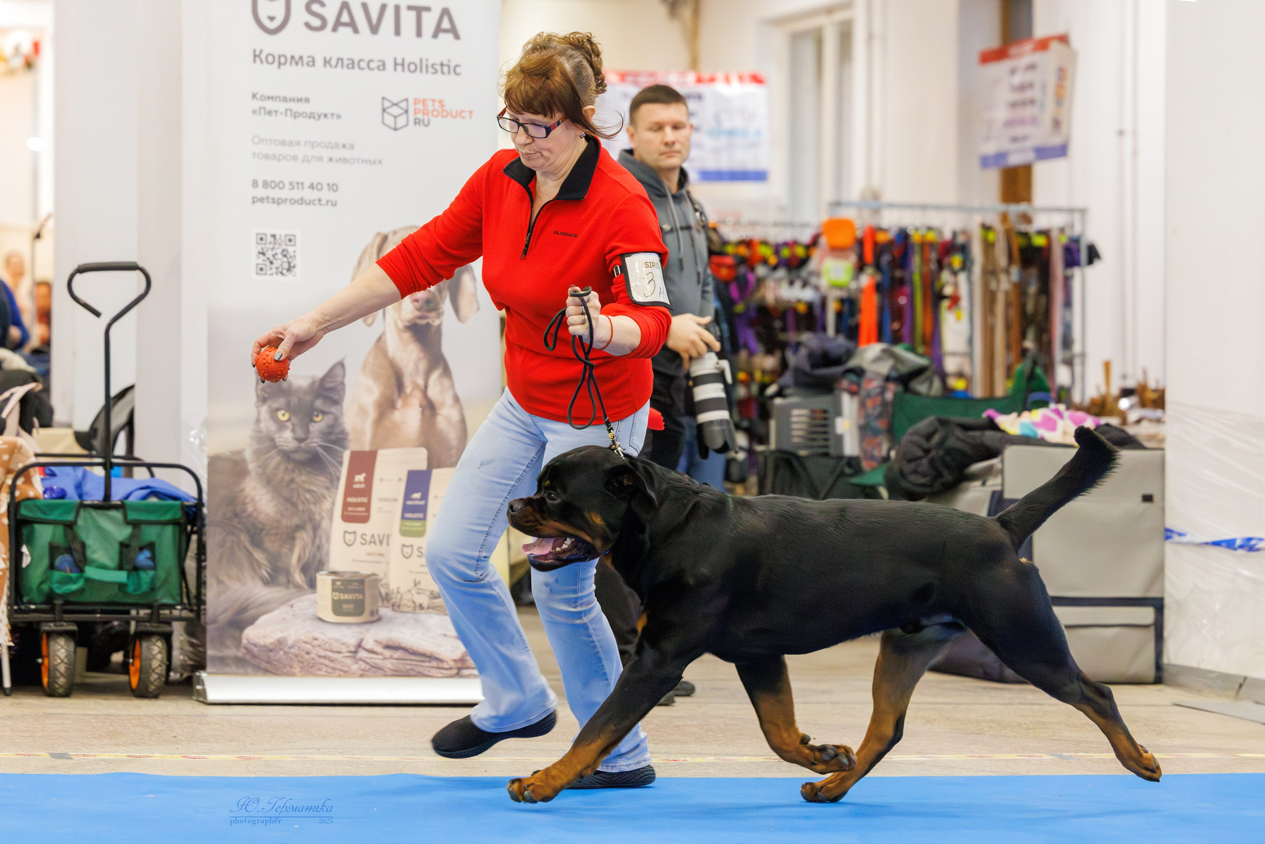 Питер ротвейлеры 18.01,Крокус 19.01.2025. Фотограф-анималист Юлия Германика