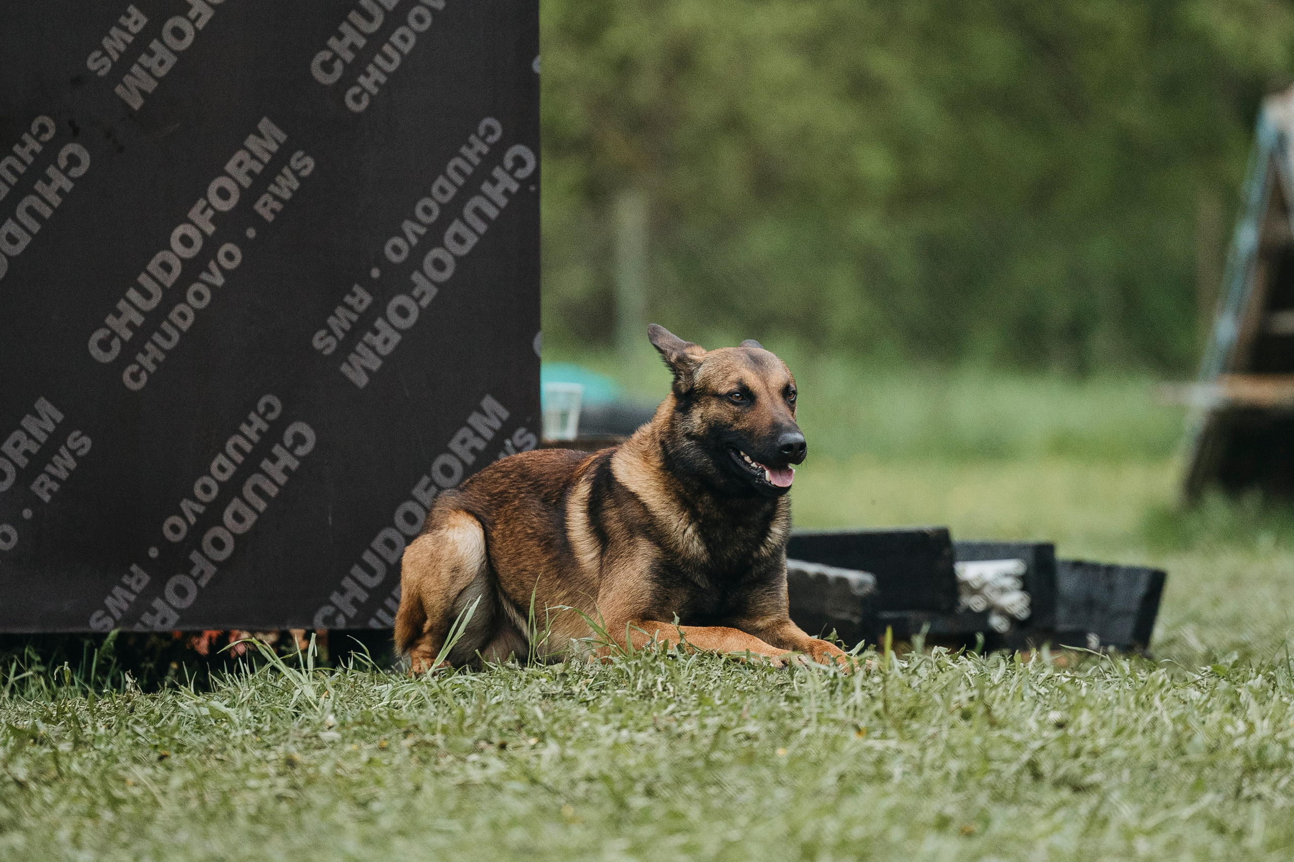 26.05.25 г. Пушкин квалификационные соревнования. Фотограф-анималист Анна Маринич