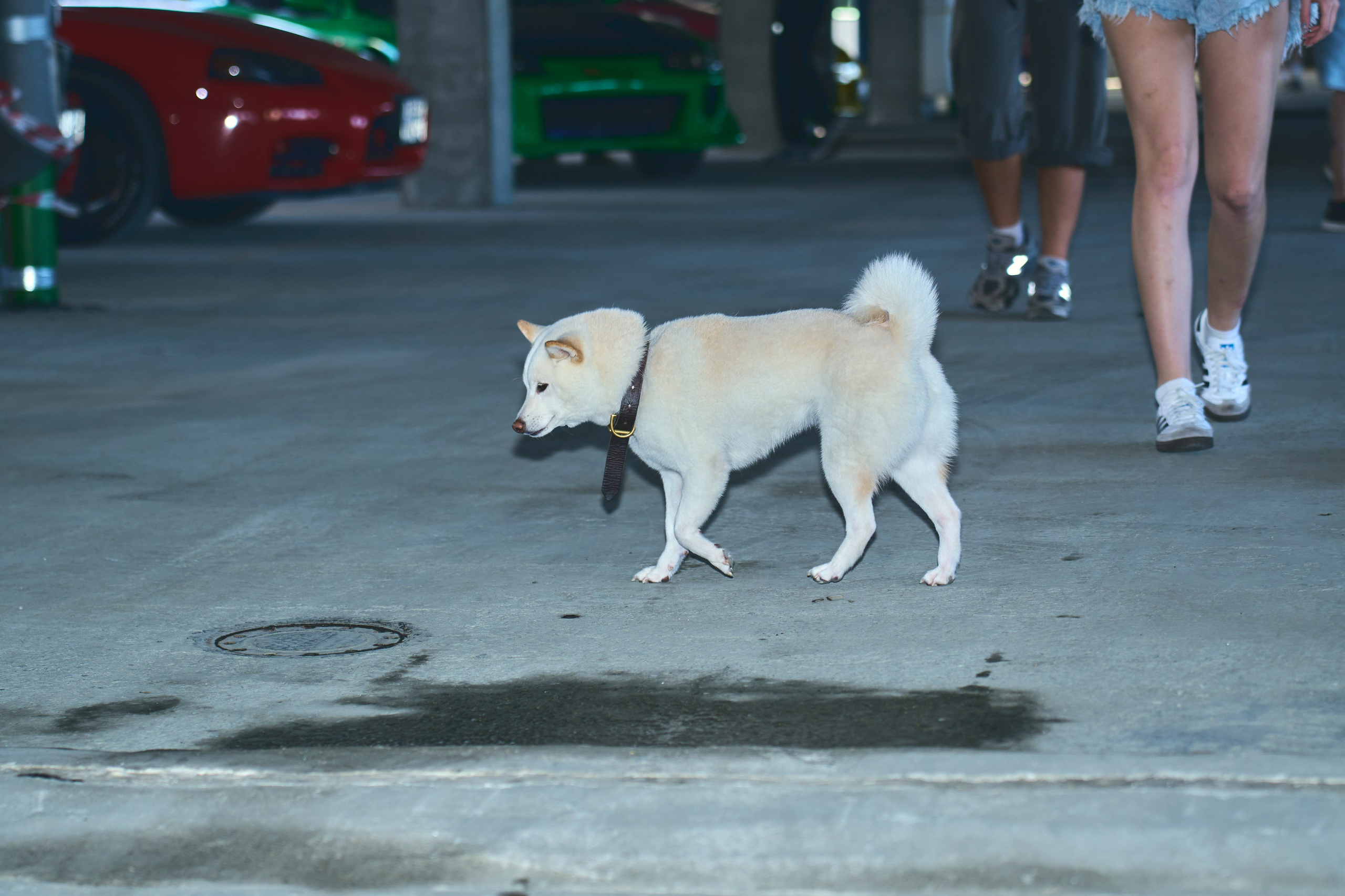 Dollars Car Party. Фотограф во Владивостоке