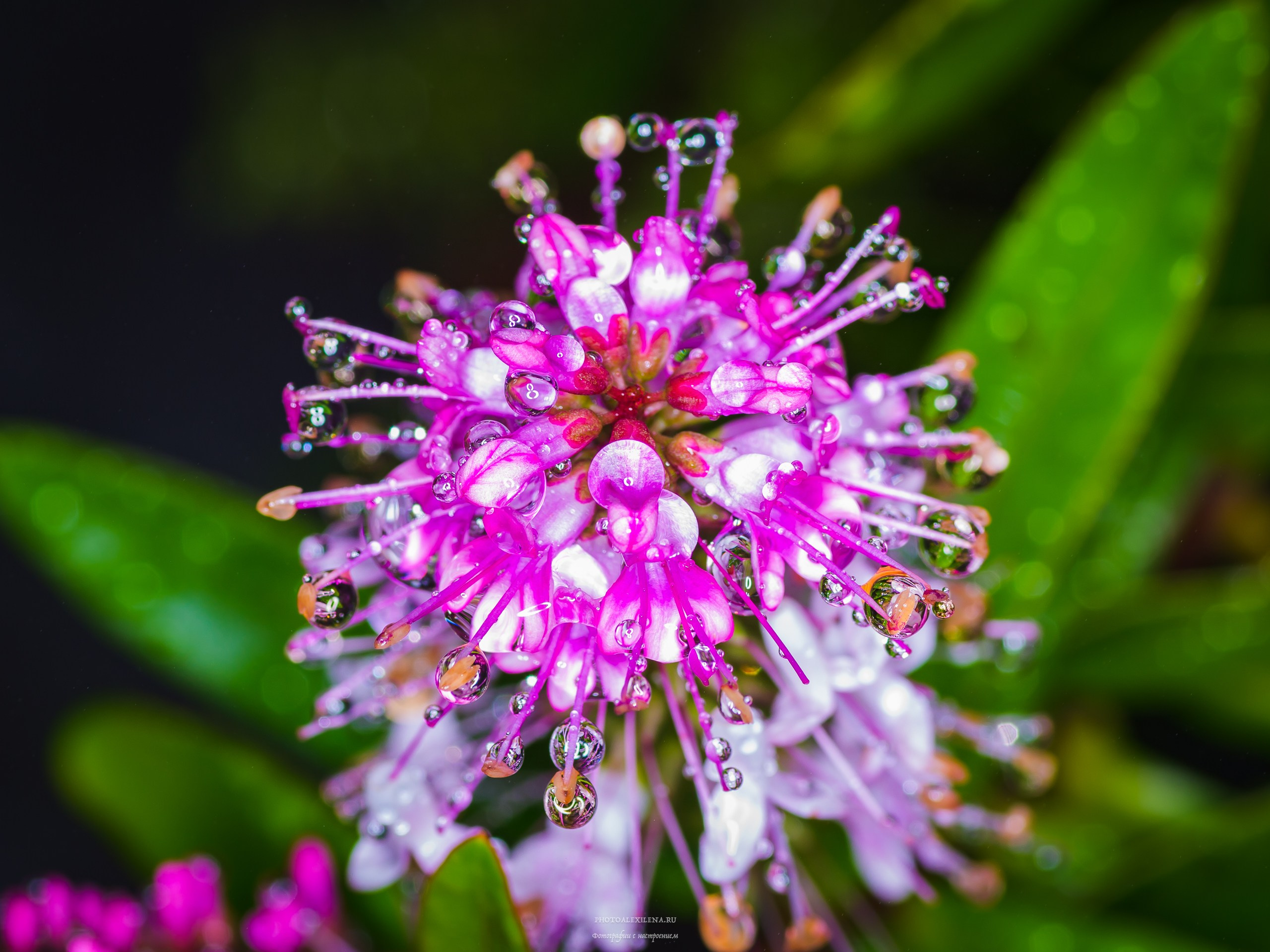 Капли, капелюшки. Авторские стильные фотокартины