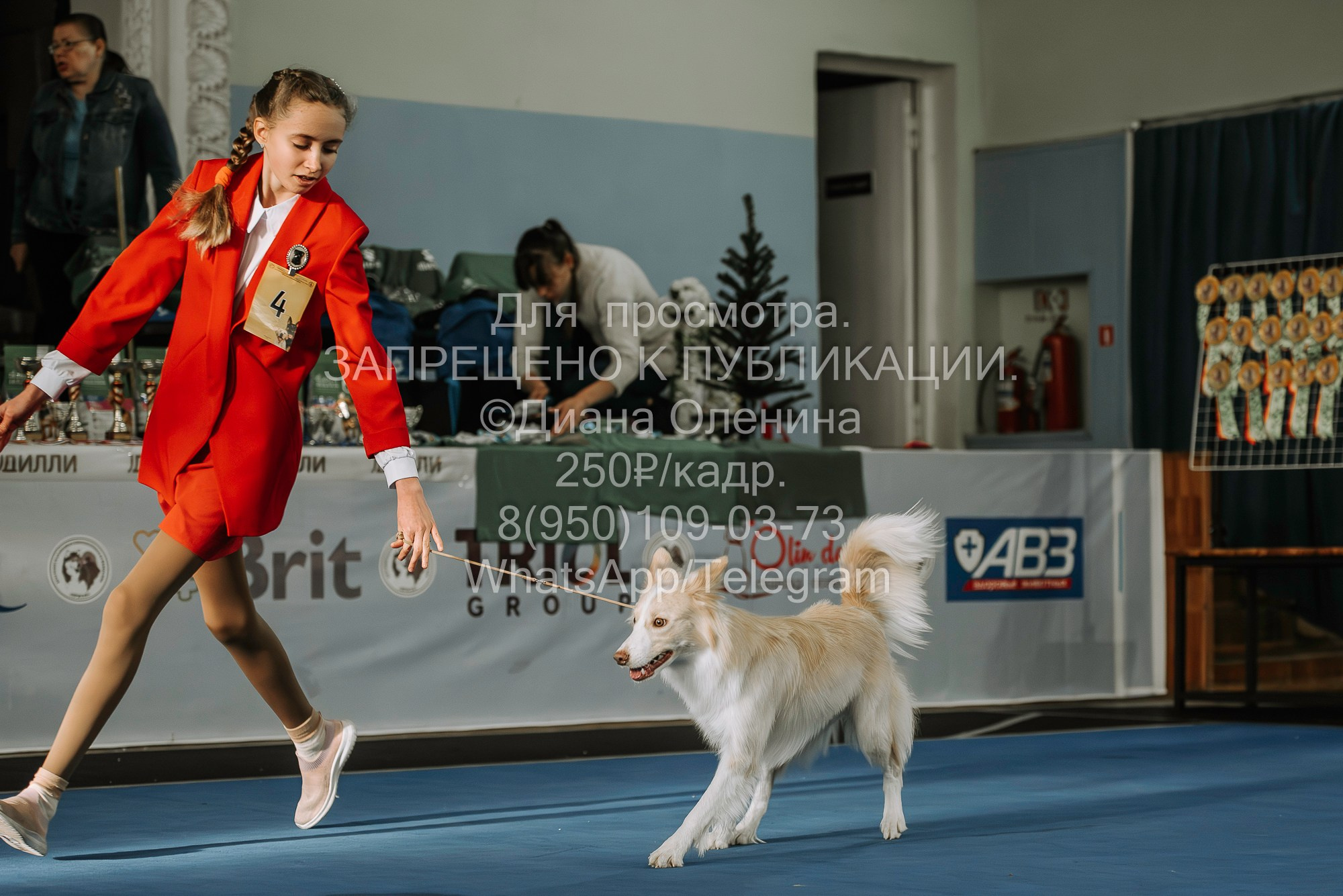 Выставка собак Красноярск 29.10.2023. Фотограф Диана Оленина Красноярск / Братск