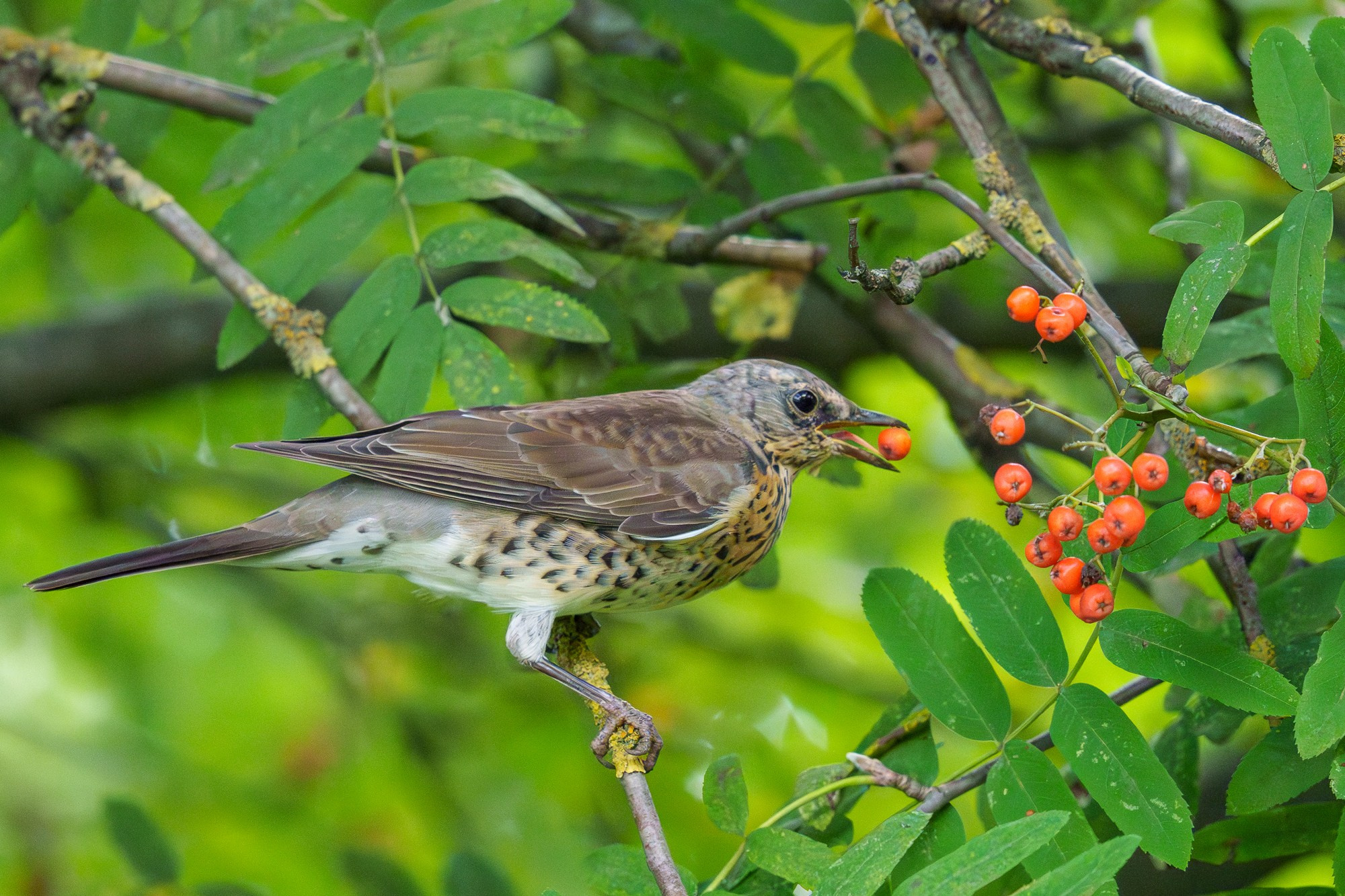 Удивительные мир птиц. Вокруг нас столько прекрасного — присмотритесь!. Ваш личный фотограф Марина Волкова