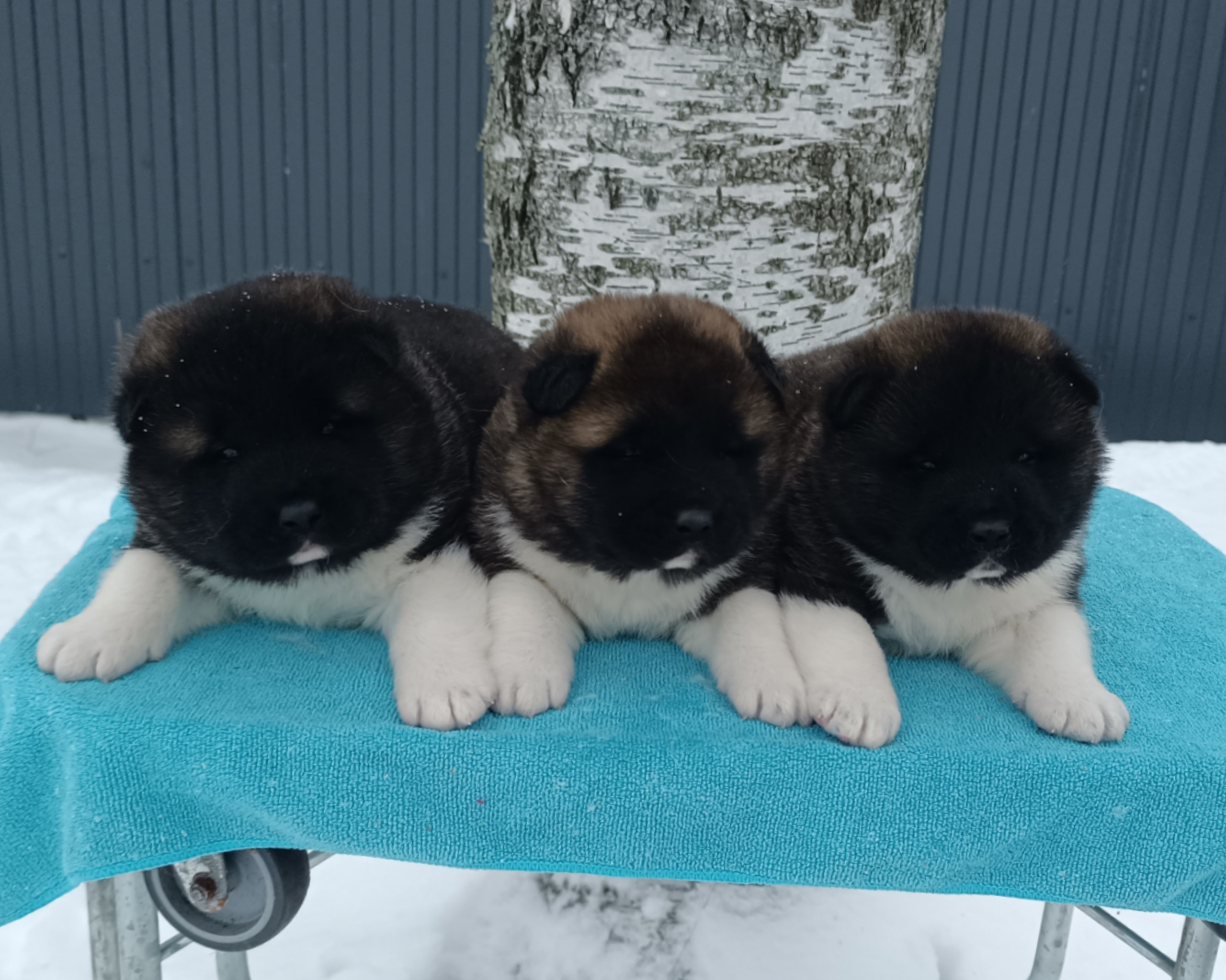 Американская акита  щенки питомник Санкт-Петербург клубные щенки Американская акита питомник RUBYLIGHT Рубилайт купить щенка американской акиты