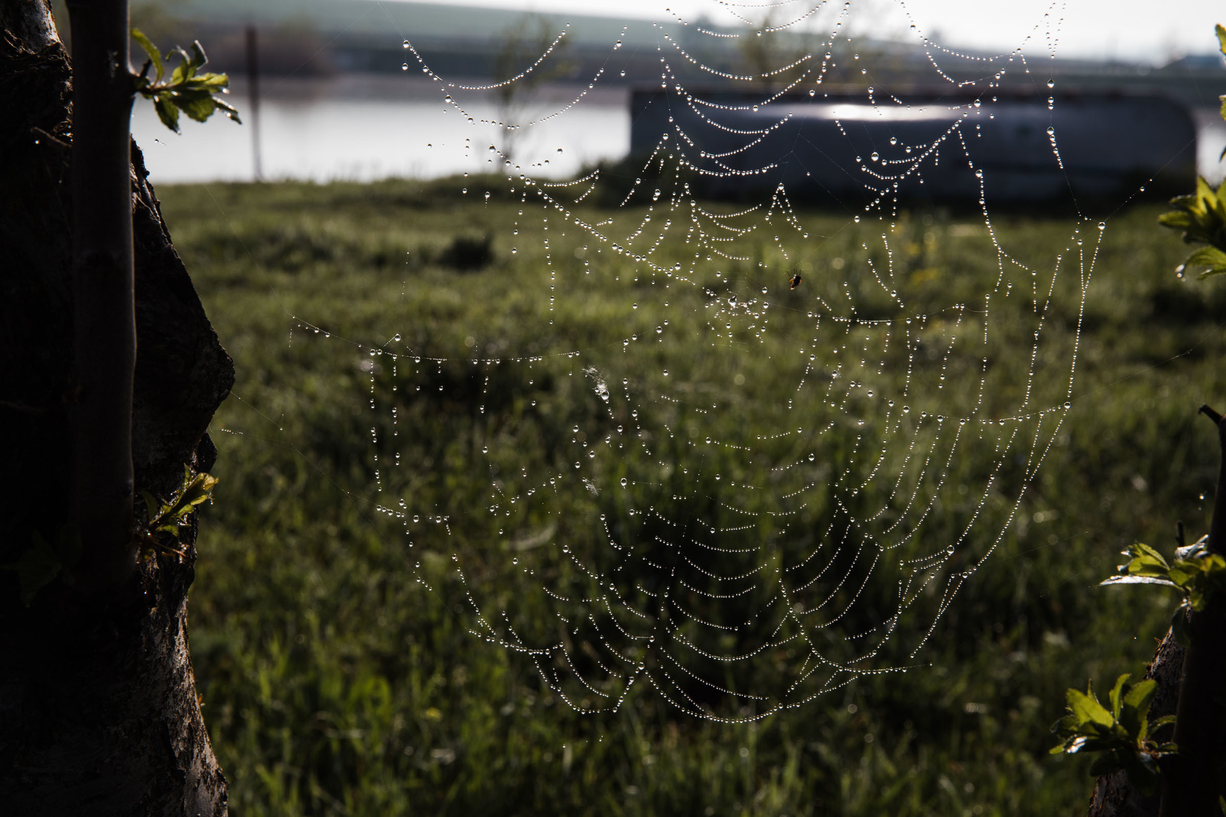 Лекарство от меланхолии //Даниил&Стефани. Фотограф Алутера Ирина