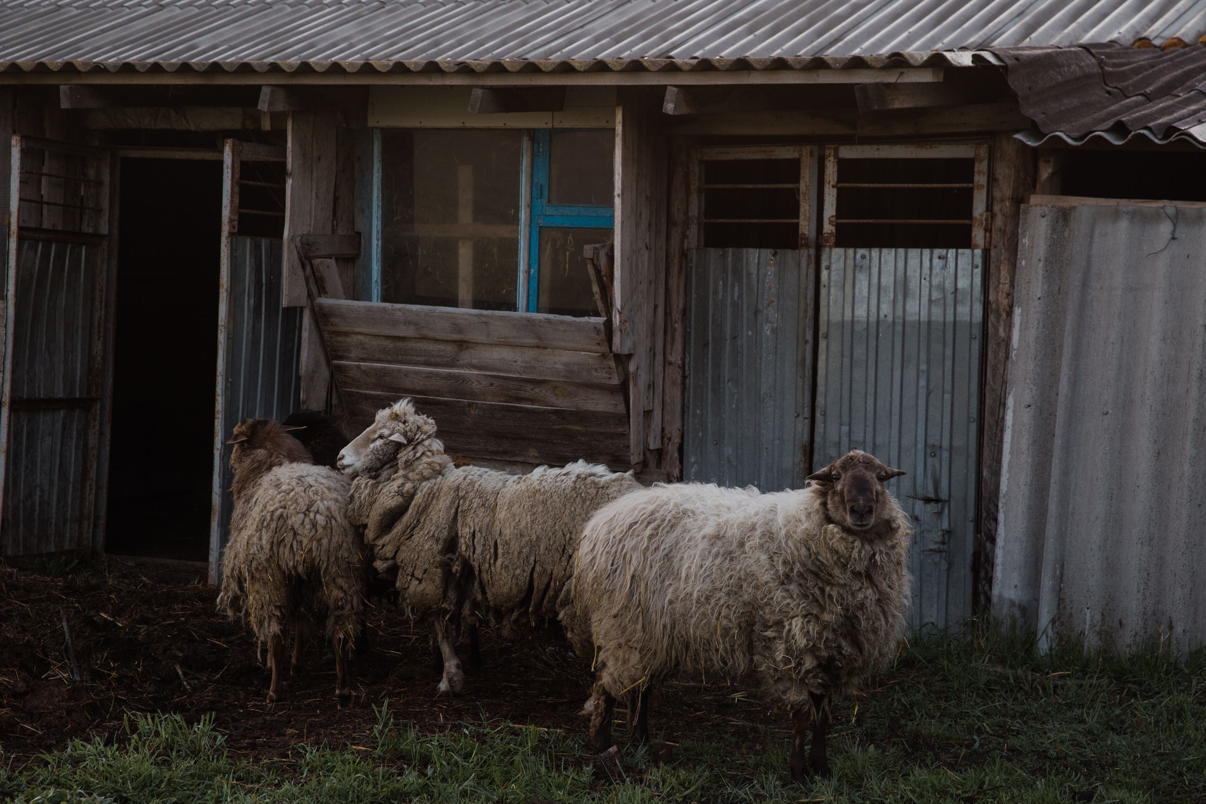 Лекарство от меланхолии //Даниил&Стефани. Фотограф Алутера Ирина