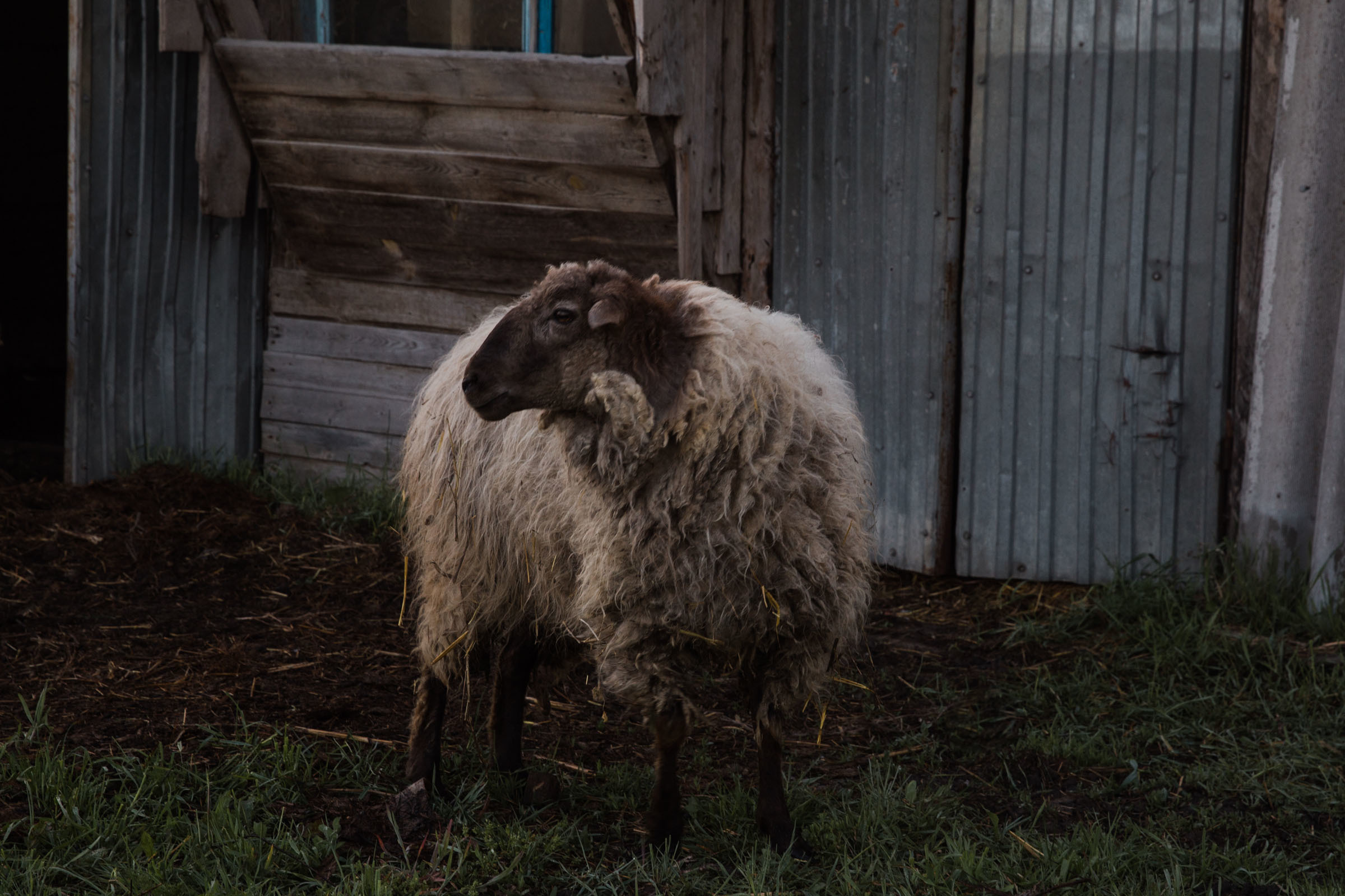 Лекарство от меланхолии //Даниил&Стефани. Фотограф Алутера Ирина