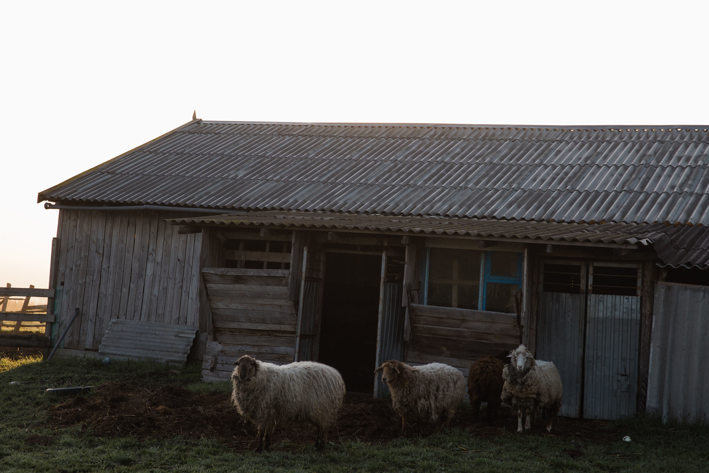 Лекарство от меланхолии //Даниил&Стефани. Фотограф Алутера Ирина