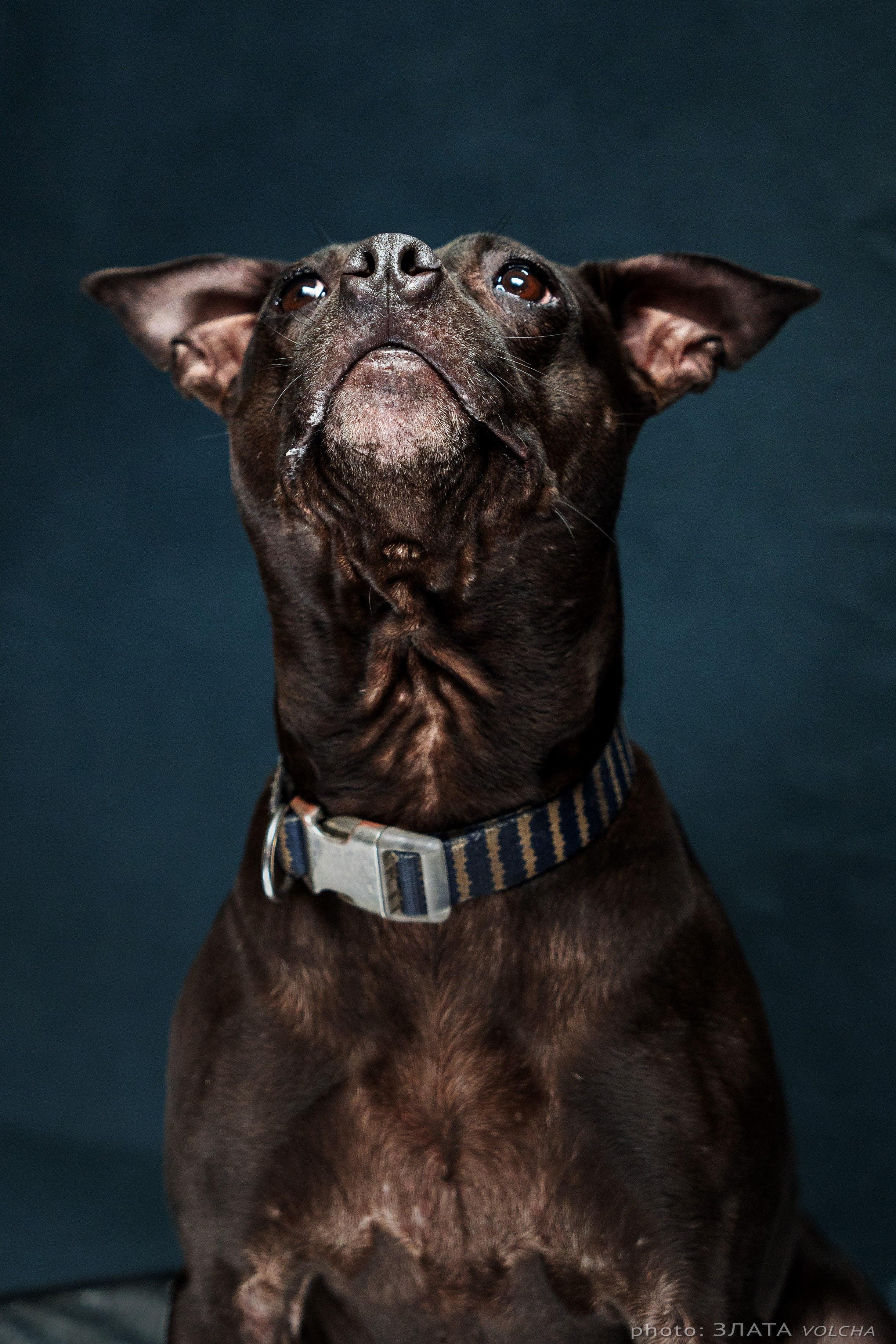 Собаки в студии. Фото, видео, монтаж