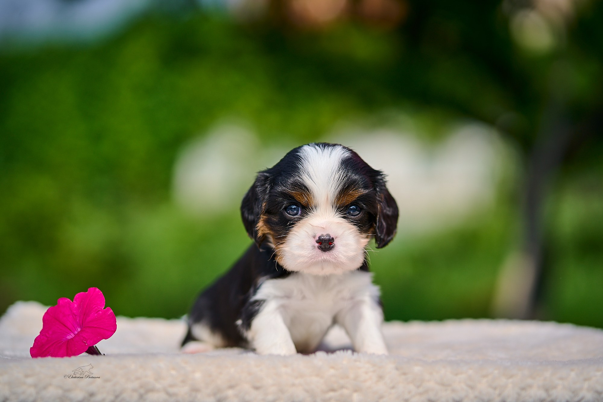 Щенки ККЧС 1 месяц. Фотограф-анималист в Иркутске
