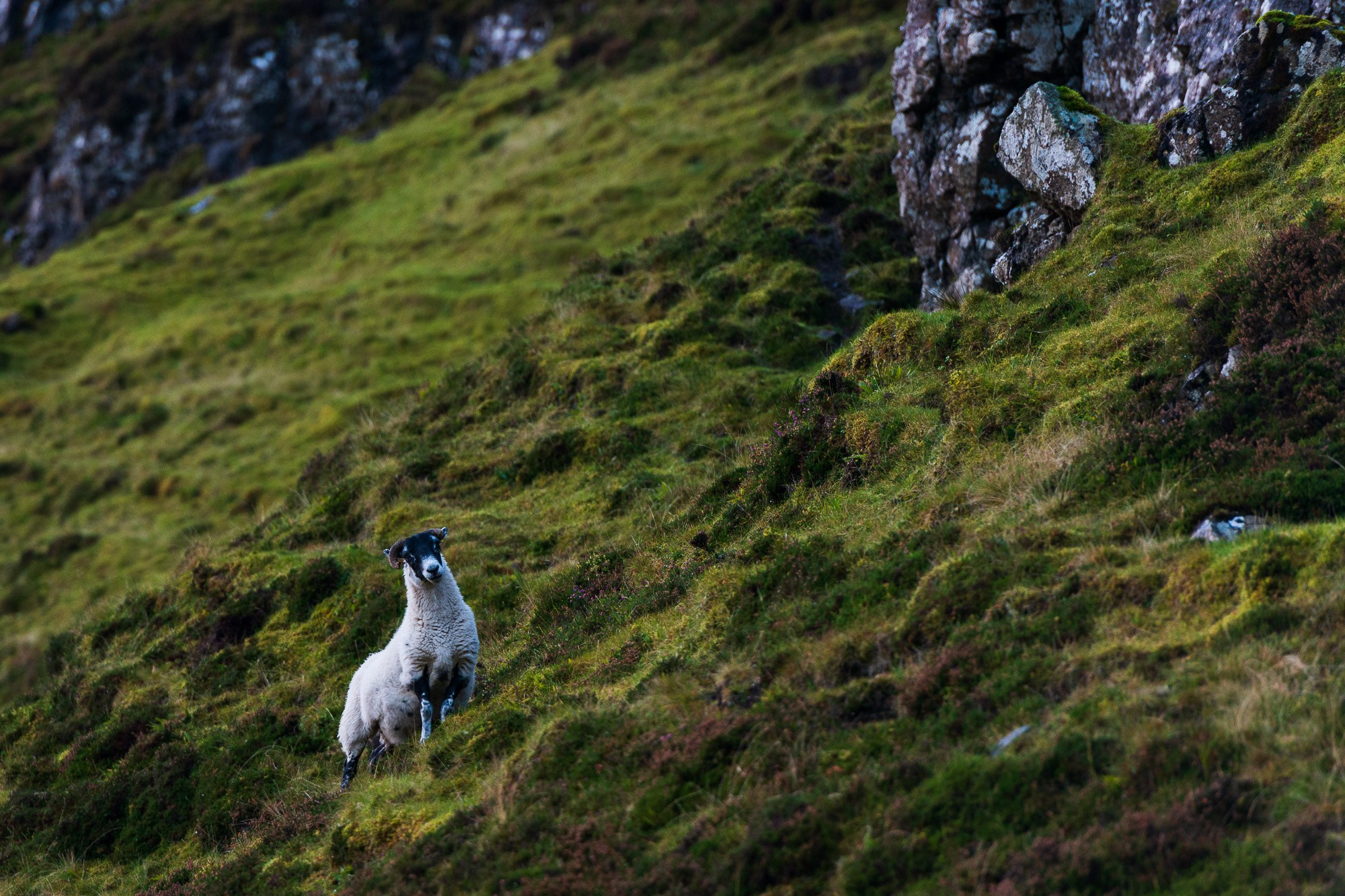 Шотландская черноголовая овца (Scottish Blackface) пасется на крутом зеленом склоне холма