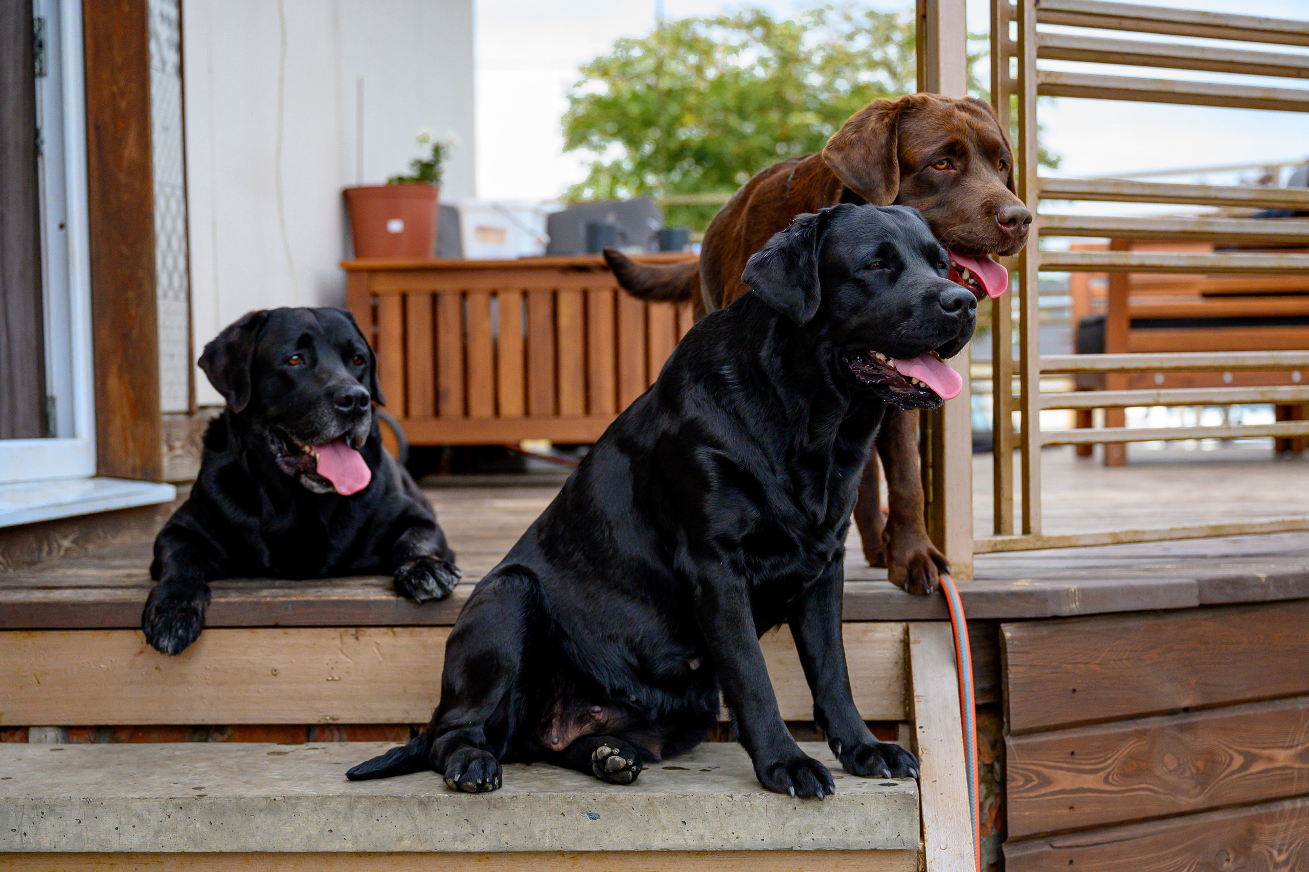 Спаниель и Лабрадоры. Bazarkom-photo.ru Фотограф Виктор Оськин в Старом Осколе