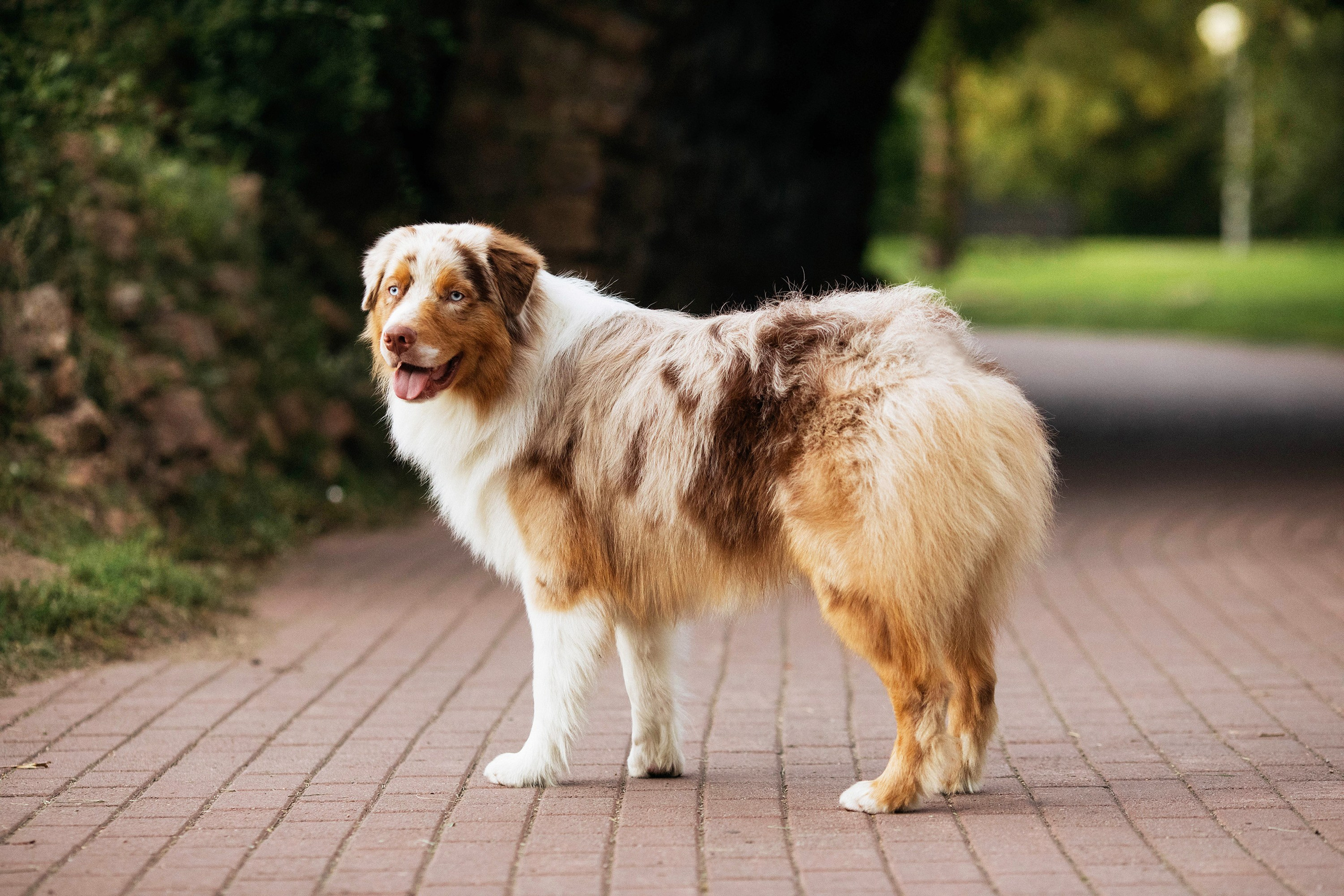 Съемка животных. Конный фотограф в Челябинске Стромова Ольга