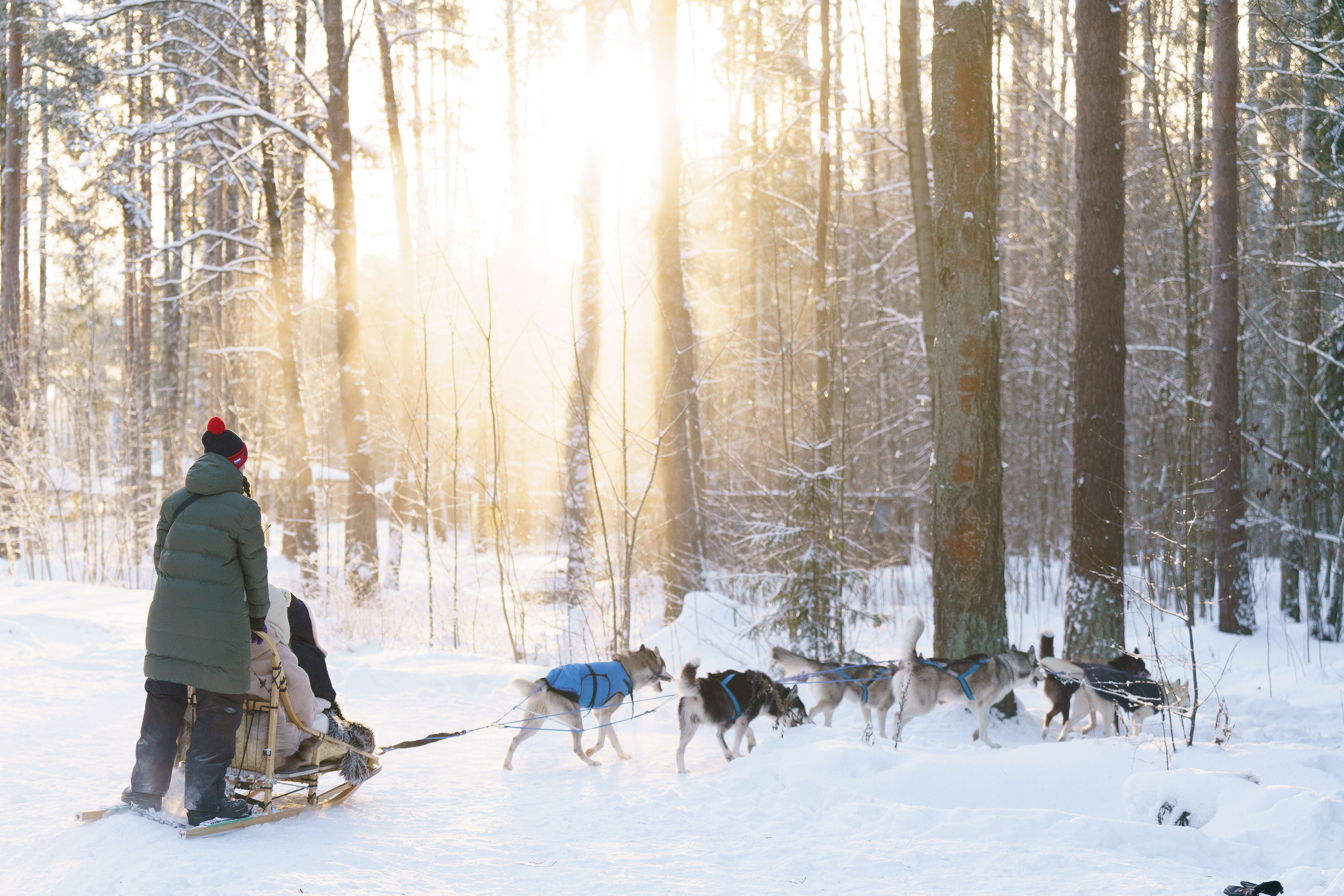 Катания на упряжке. Фотограф-анималист в Санкт-Петербурге